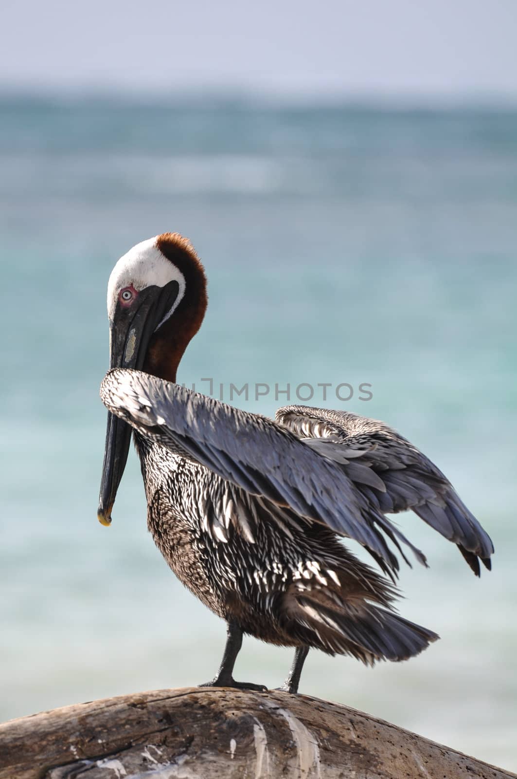 Pelican on a Branch