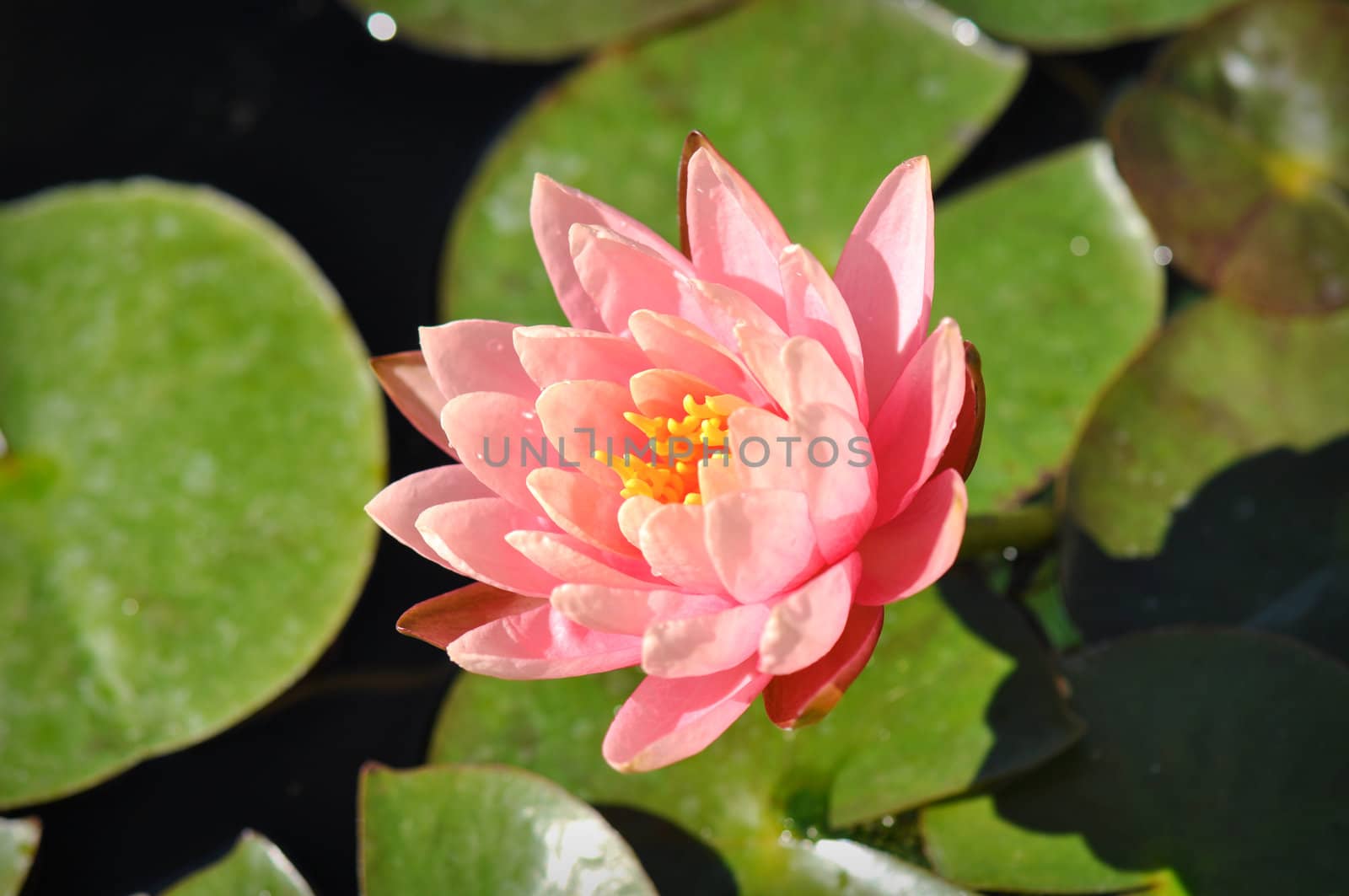 Pink Lotus Flower on Lilly Pad