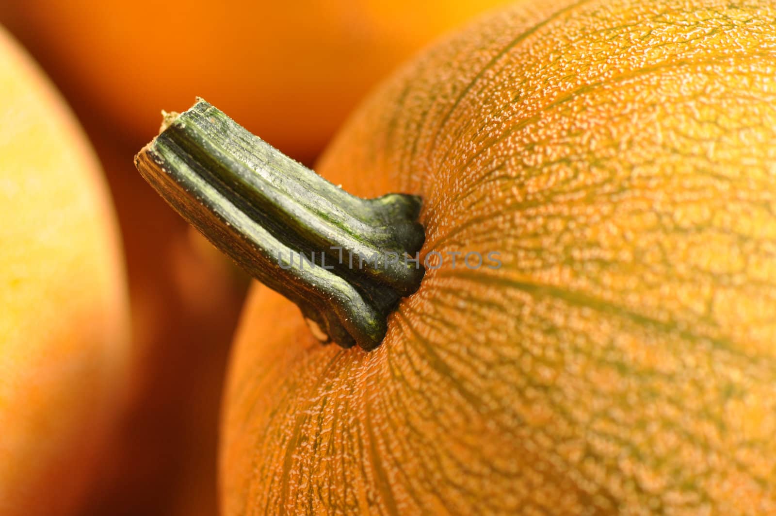 Pumpkin Close Up