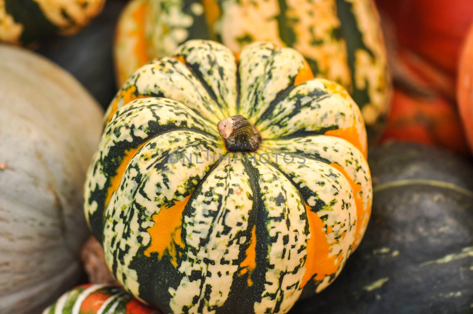 Pumpkins and Gourds