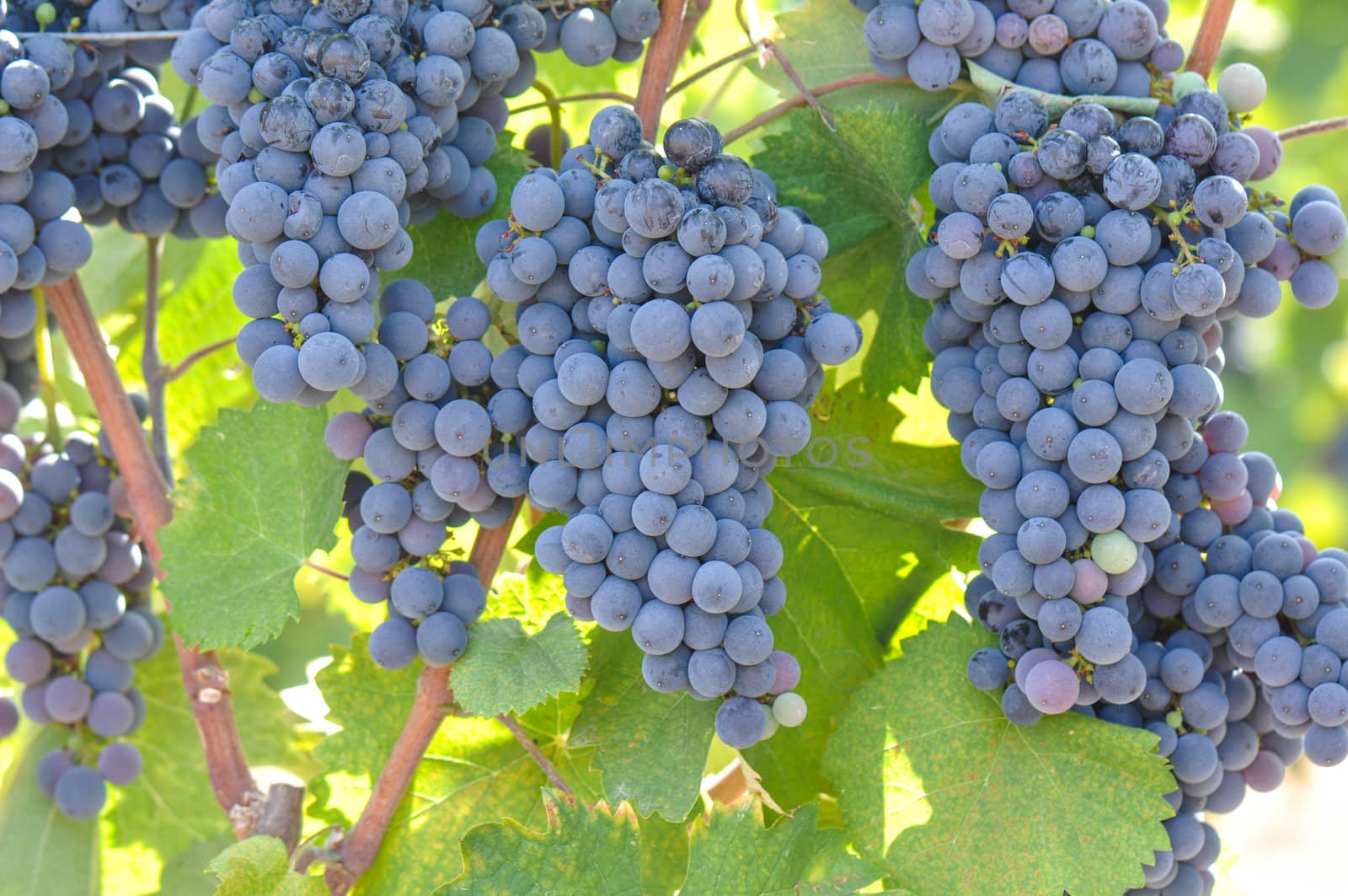 Red Grapes on the Vine