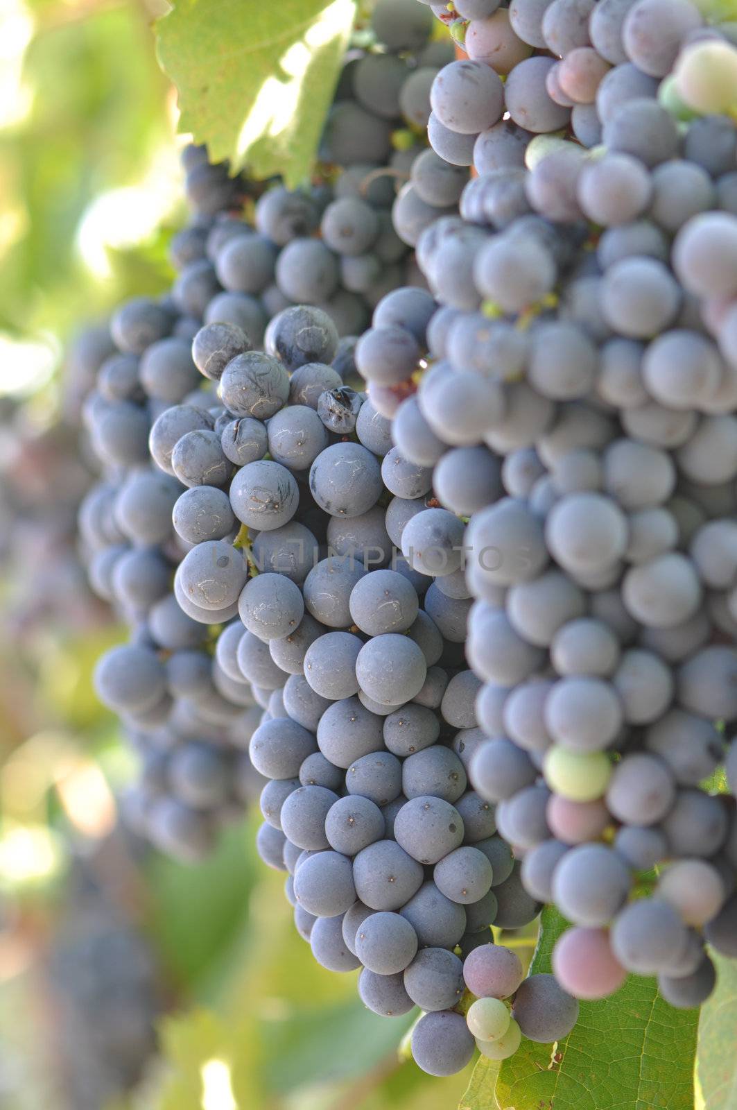 Red Grapes on the Vine