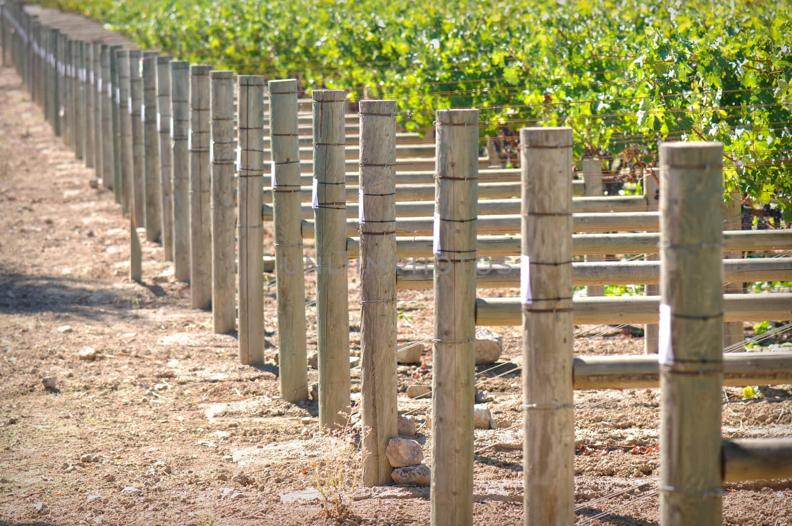 Rows of Grapes on the Vine