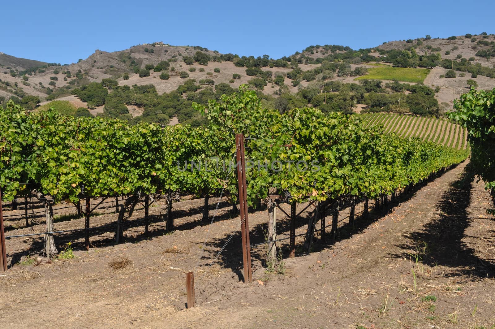 Vineyard