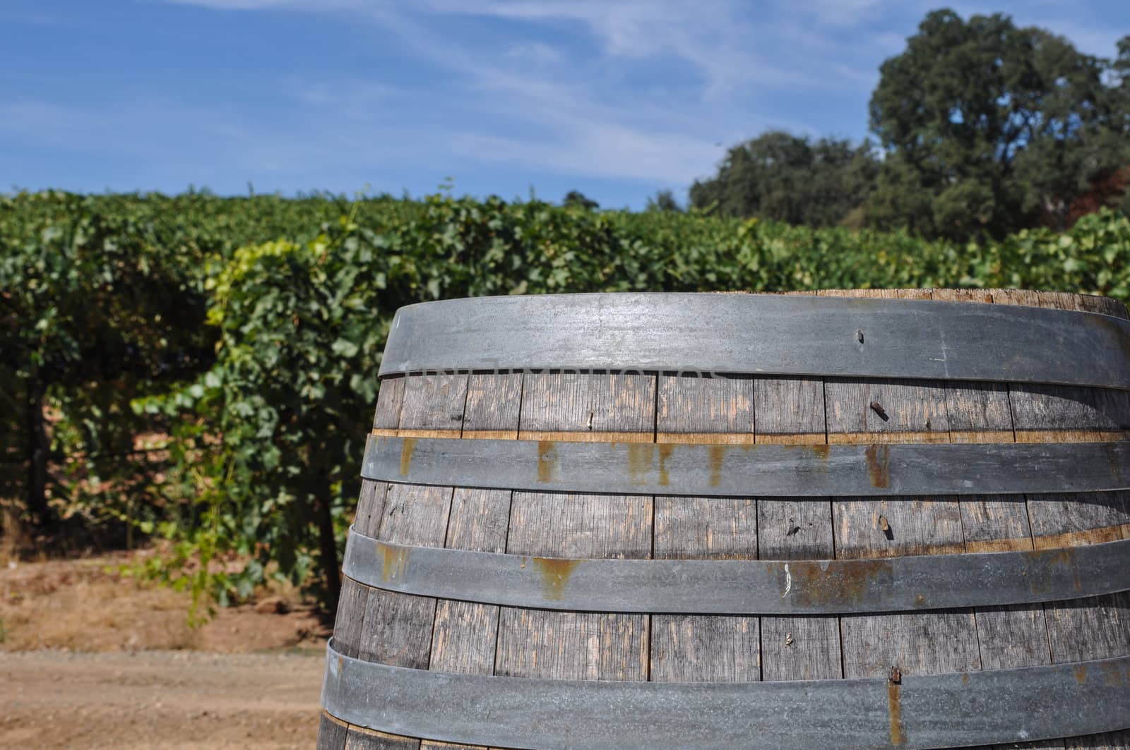 Wine Barrel and Vineyard