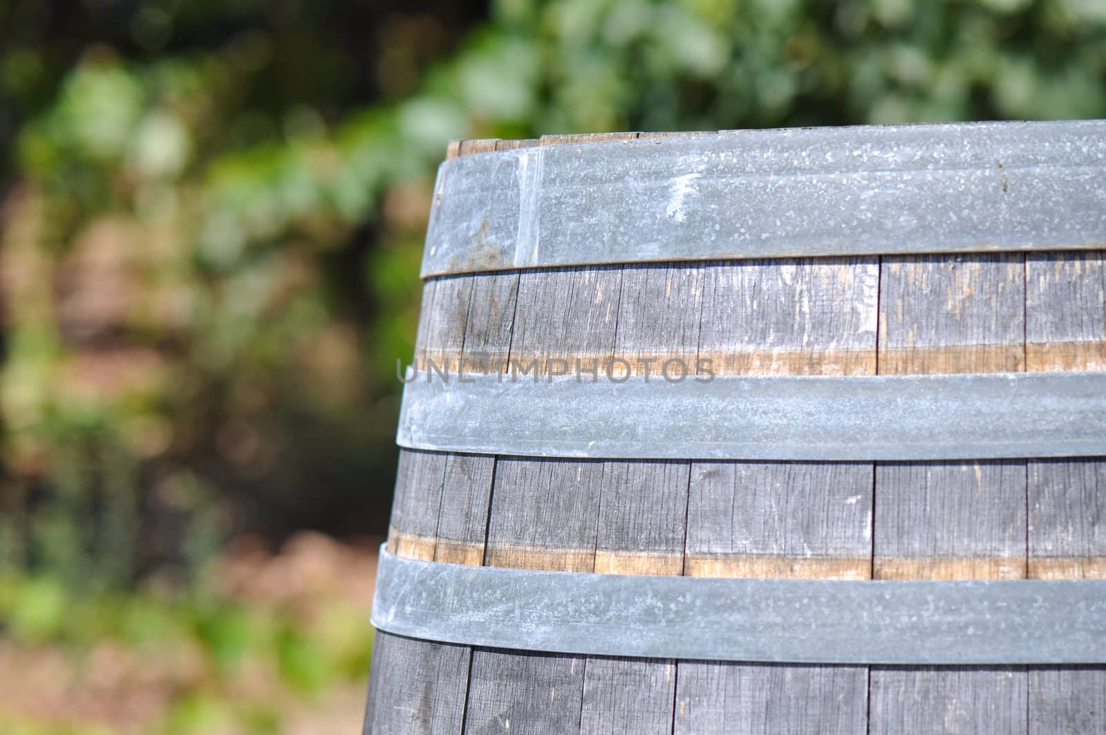 Wine Barrel and Vineyard in Background
