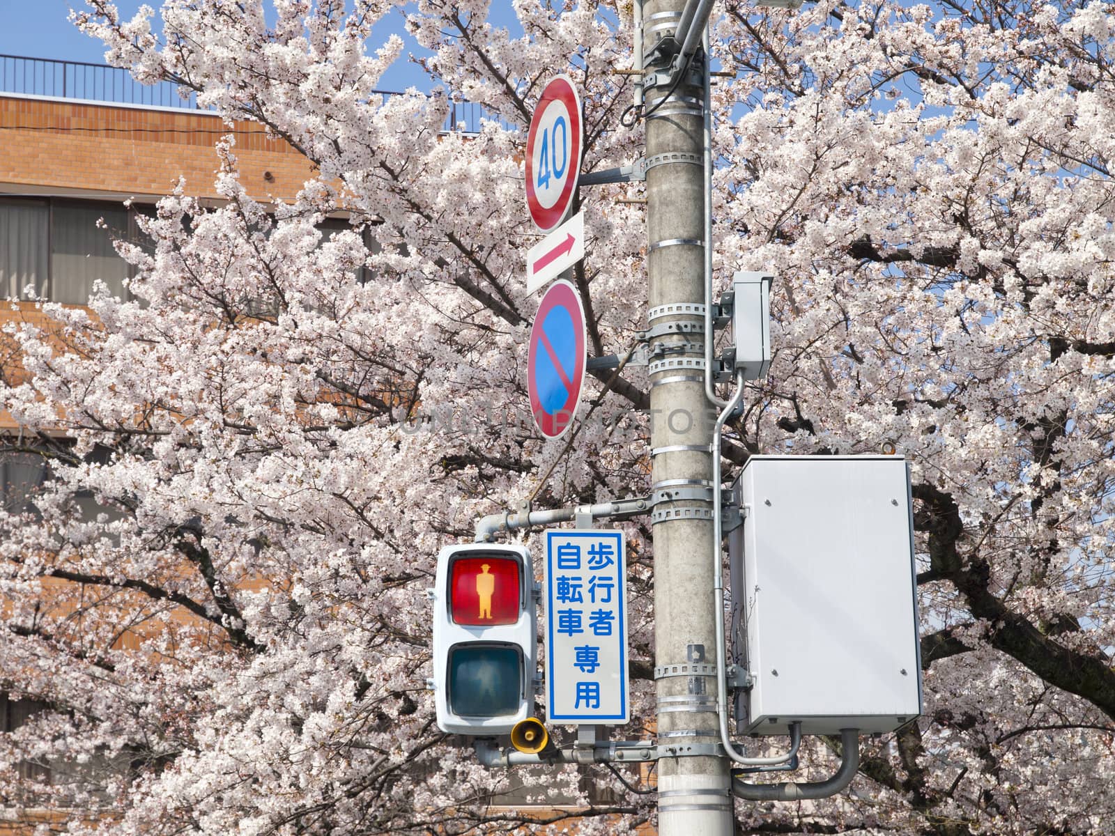 Pedestrian traffic light and other sign post in cherry blossom season in Japan