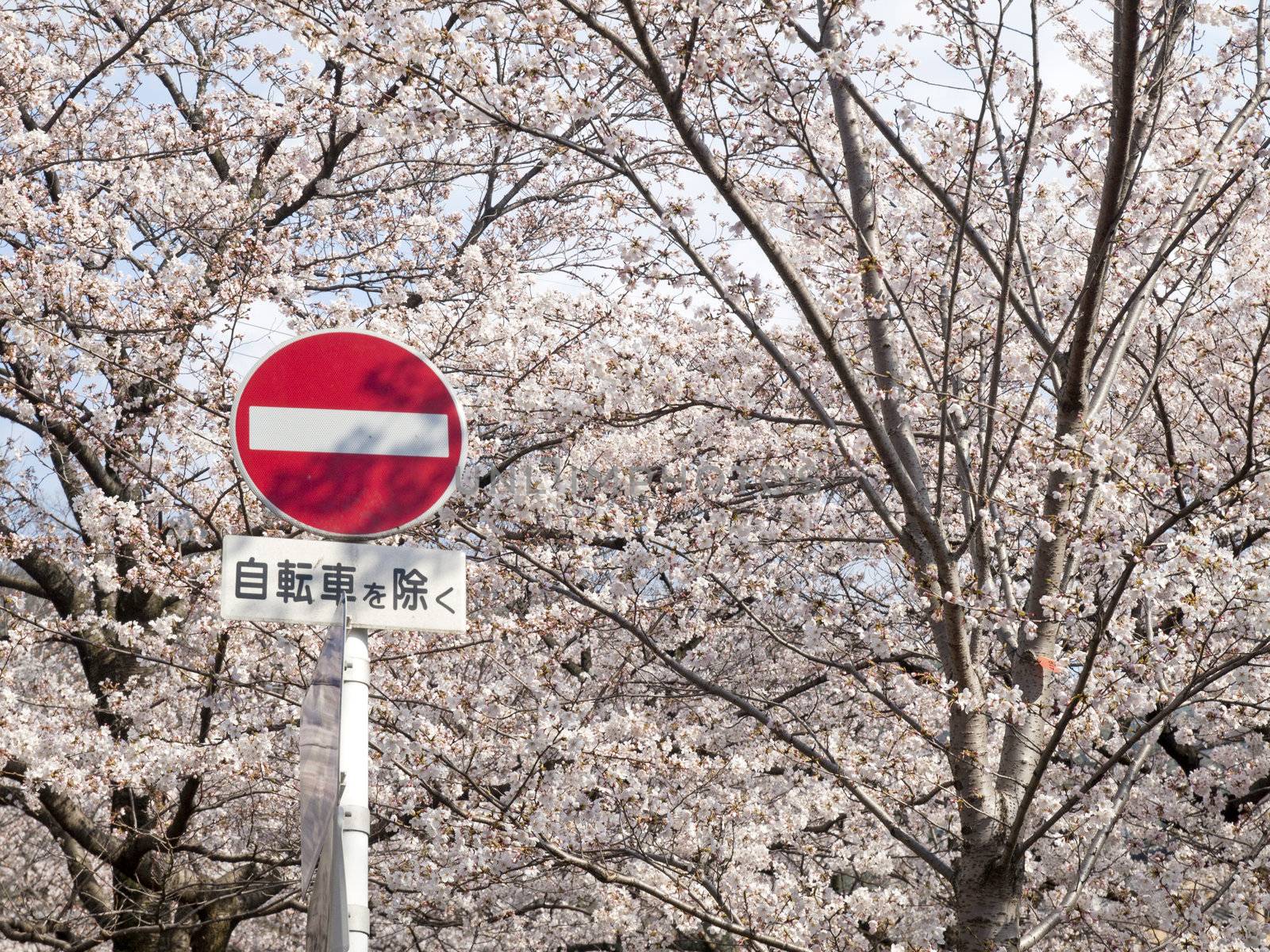 A Japanese No Entry Sign Post with a red circle and white bar on a metal post against the full bloom of Cherry blossom season.