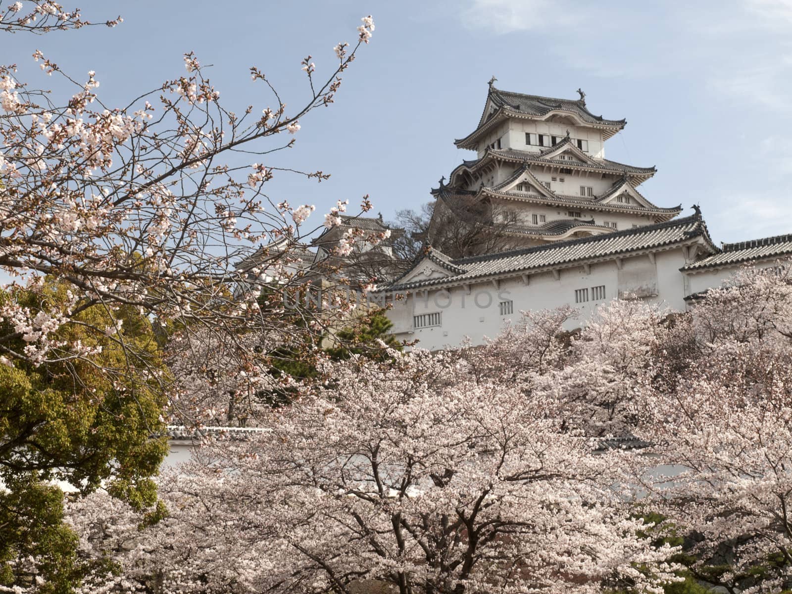 Main tower of Himeji Castle in cherry blossom season