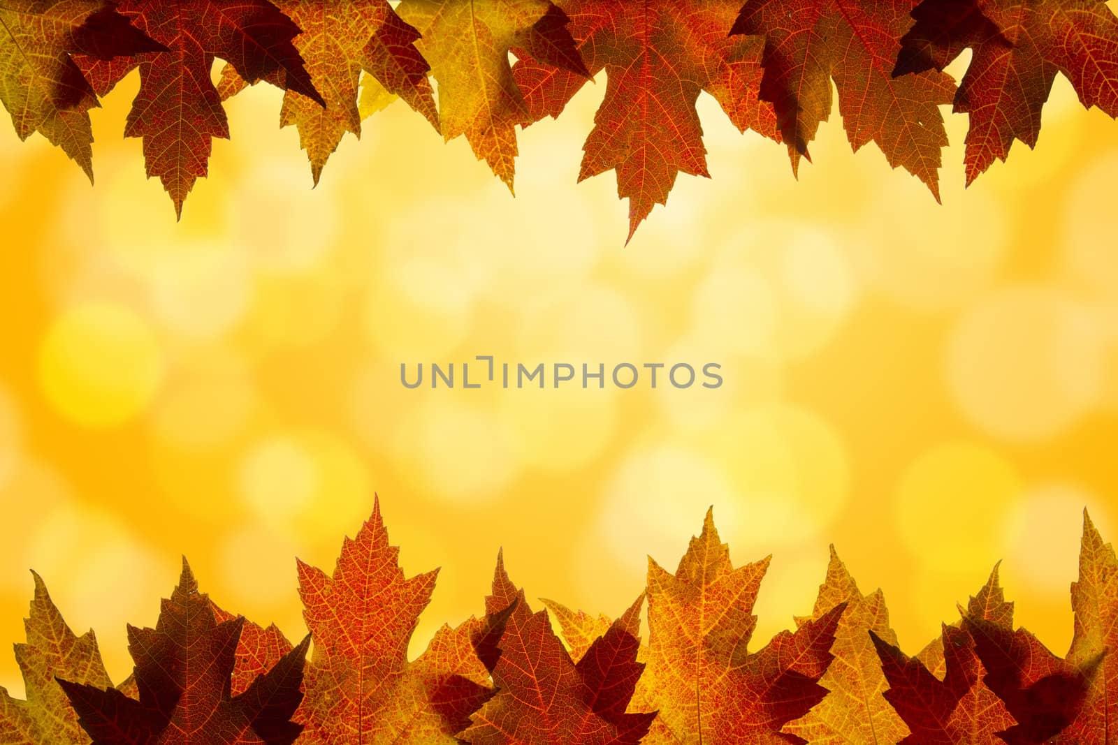 Fall Color Maple Tree Leaves on Blurred Sunlight Background Border Top and Bottom