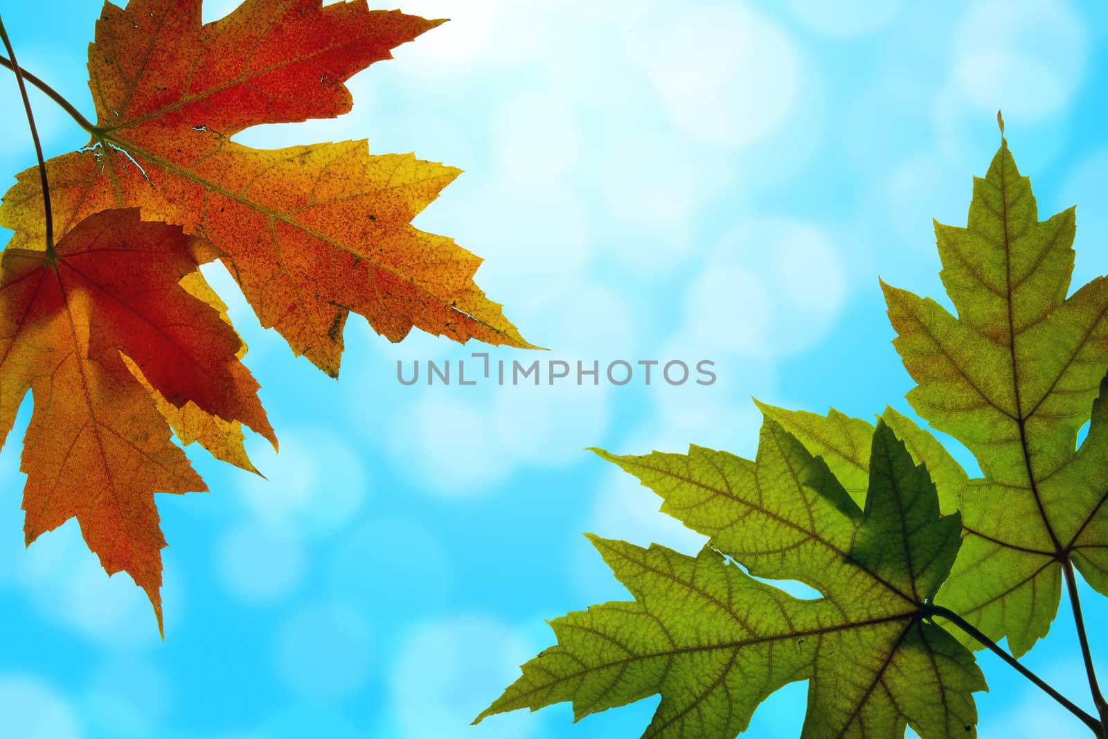 Maple Leaves Mixed Changing Fall Colors Backlit with Blue Sky Background