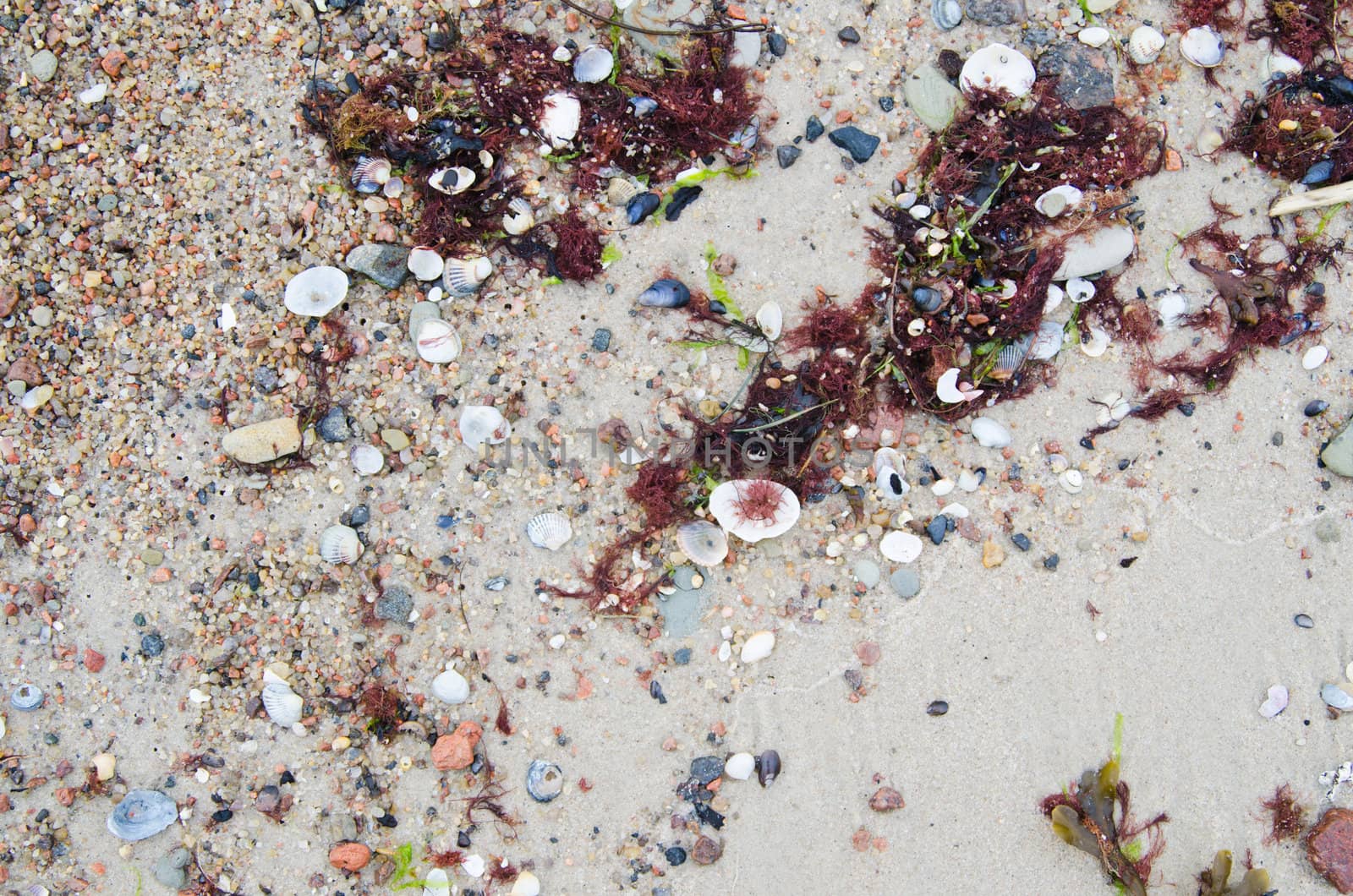 Cockleshells on sandy to seacoast, a close up