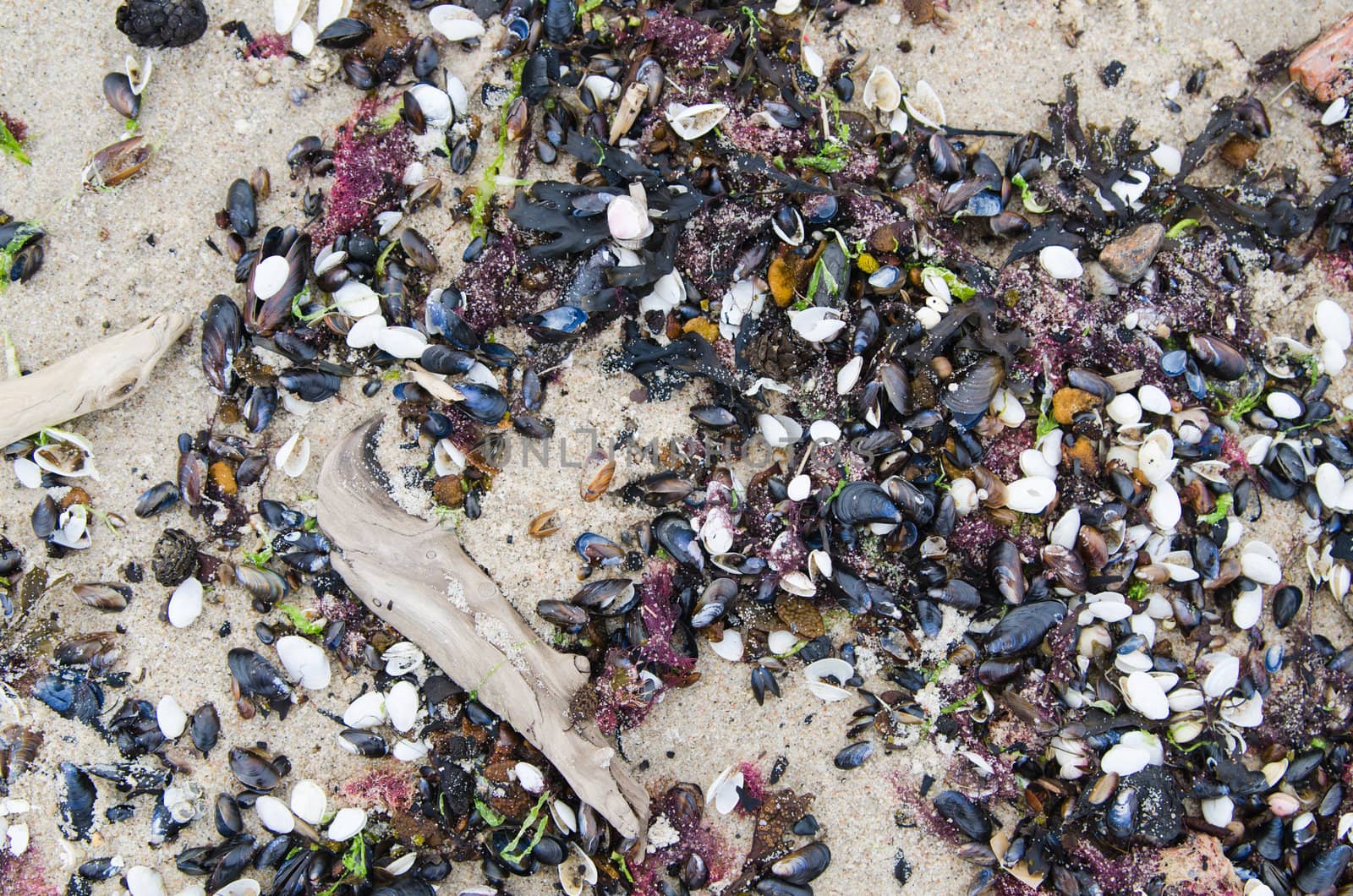 Cockleshells on sandy to seacoast, a close up