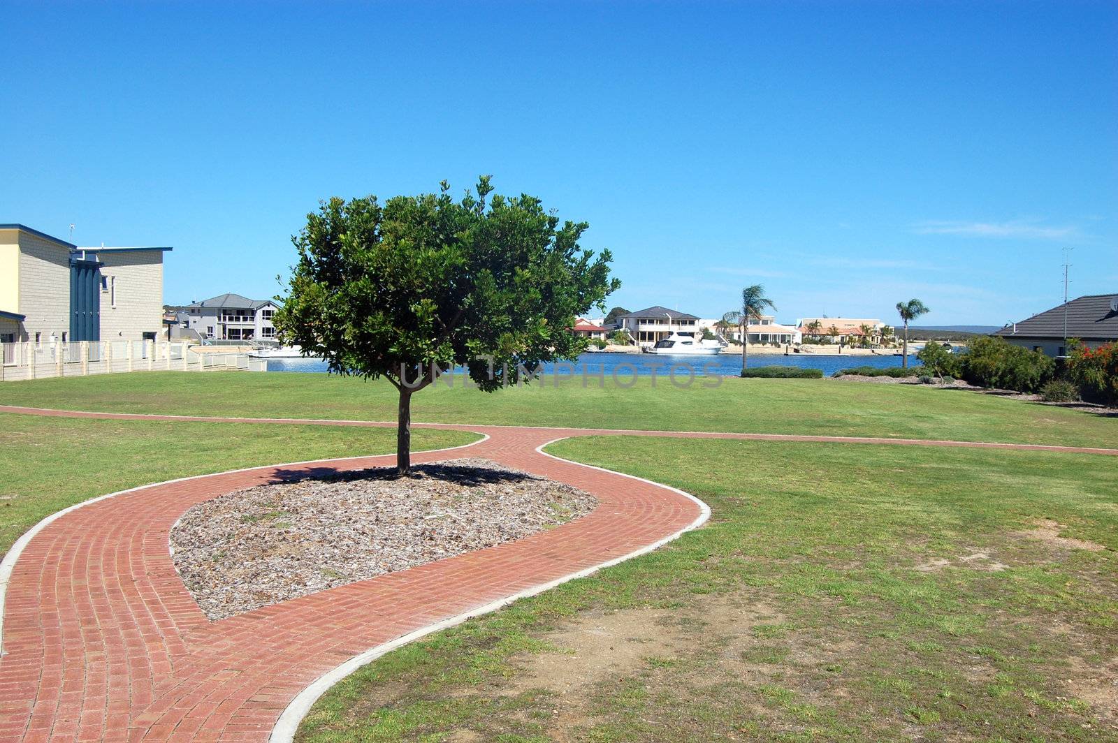 Tree on the road in suburb at Port Lincoln, Australia