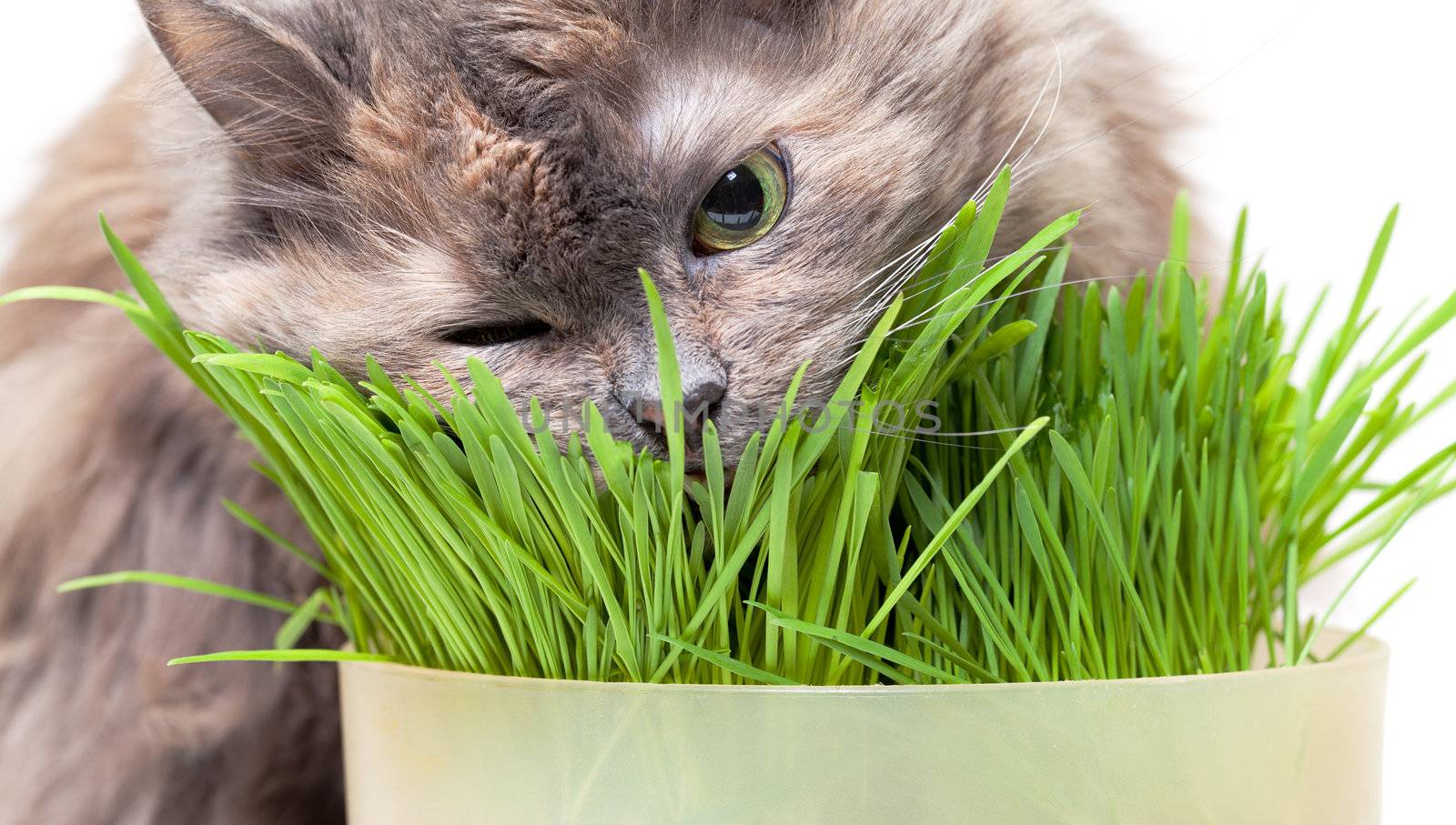 A pet cat eating fresh grass, on a white background.