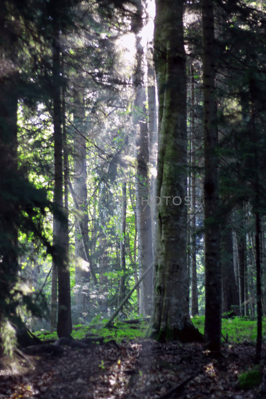 Morning forest and sun rays striking through the branches