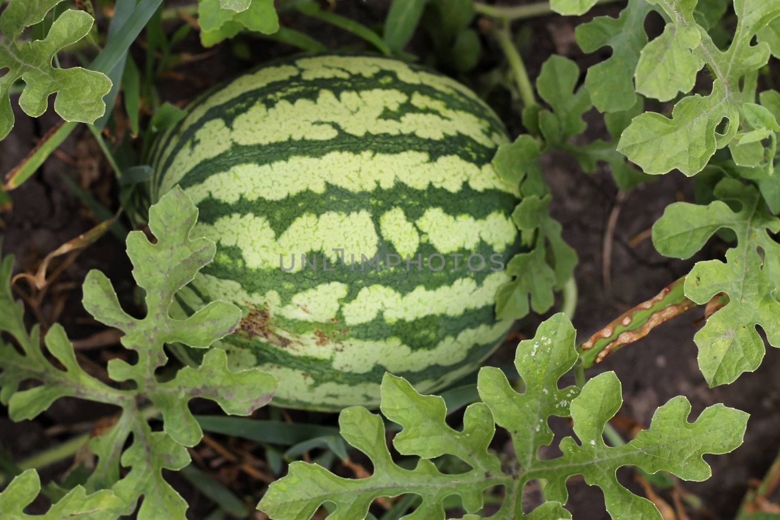 Watermelon growing in the garden laying on the ground