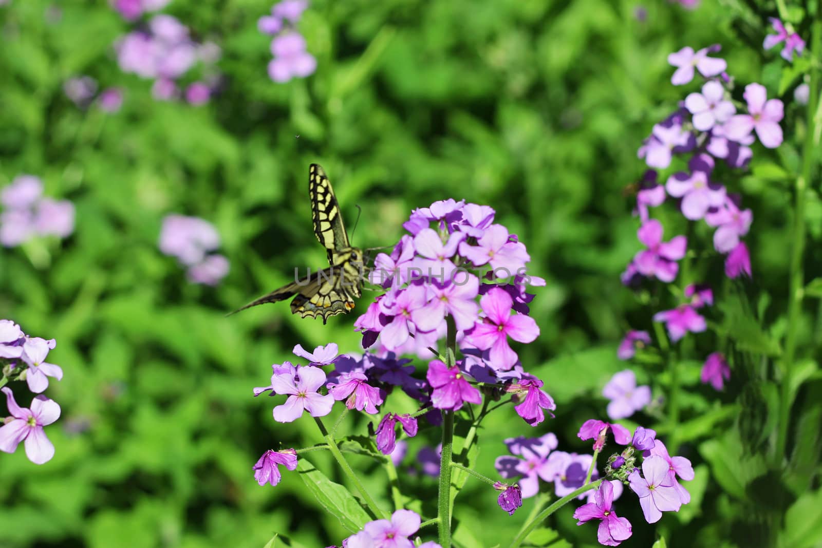 Yellow butterfly flying over summer mountains meadow