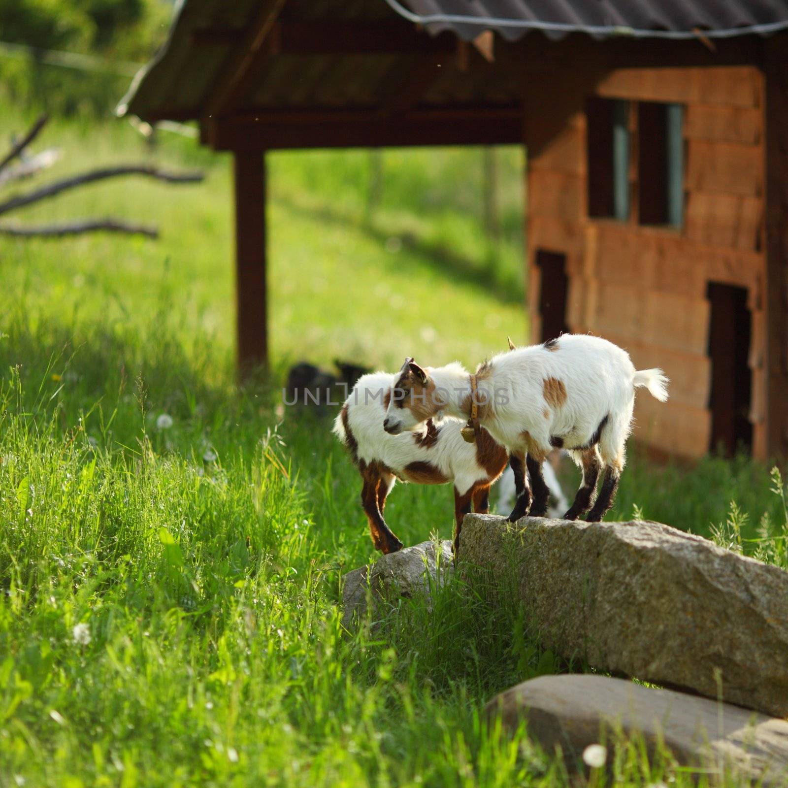 Goat on green grass by Yellowj