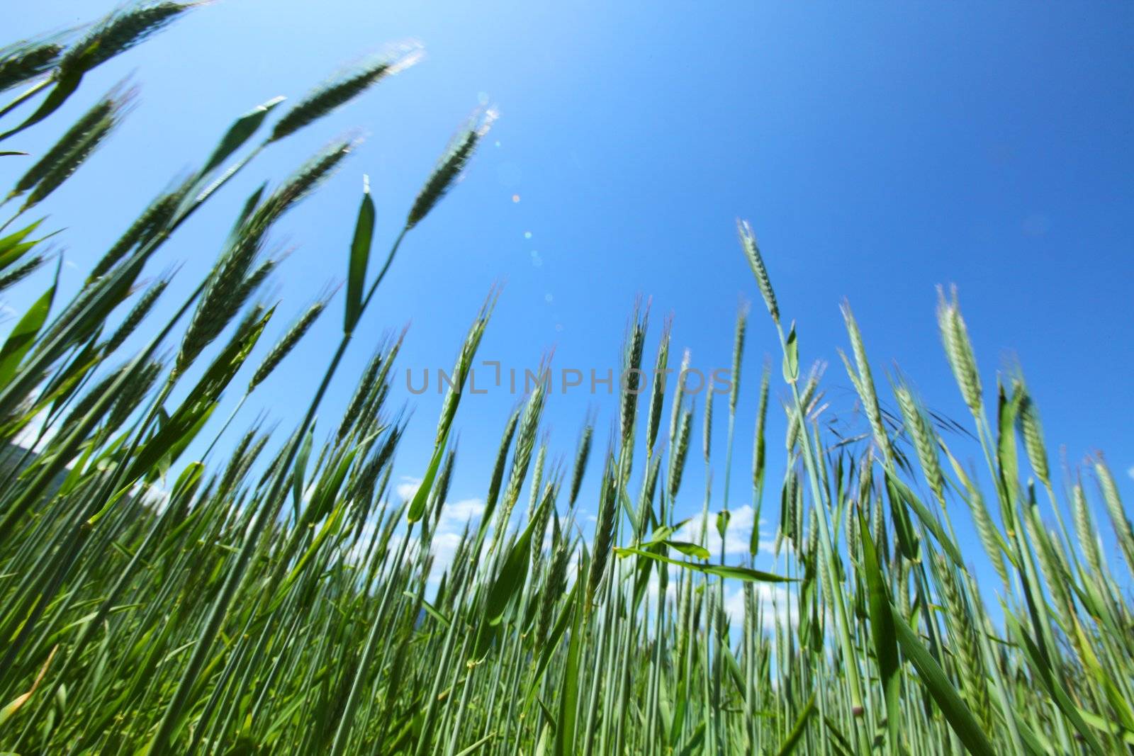 Summer field of wheat by Yellowj
