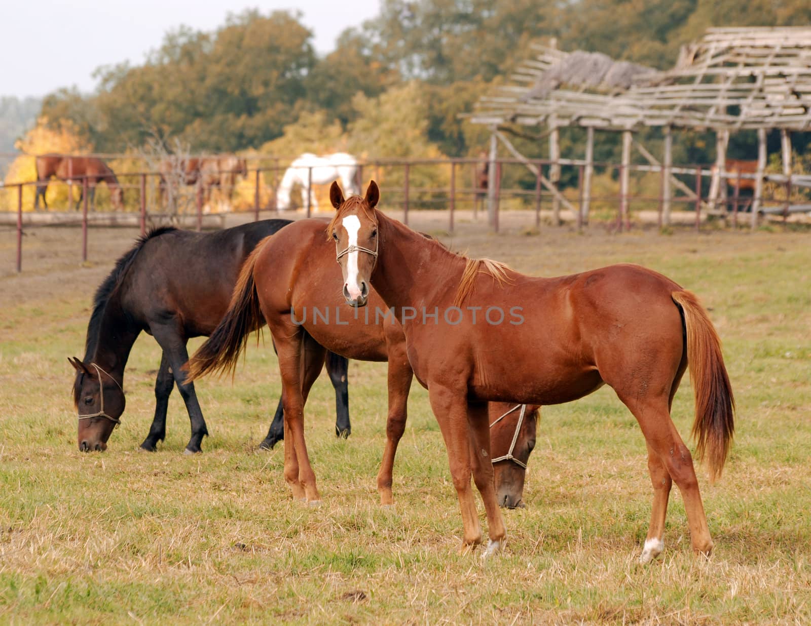 horses farm scene
