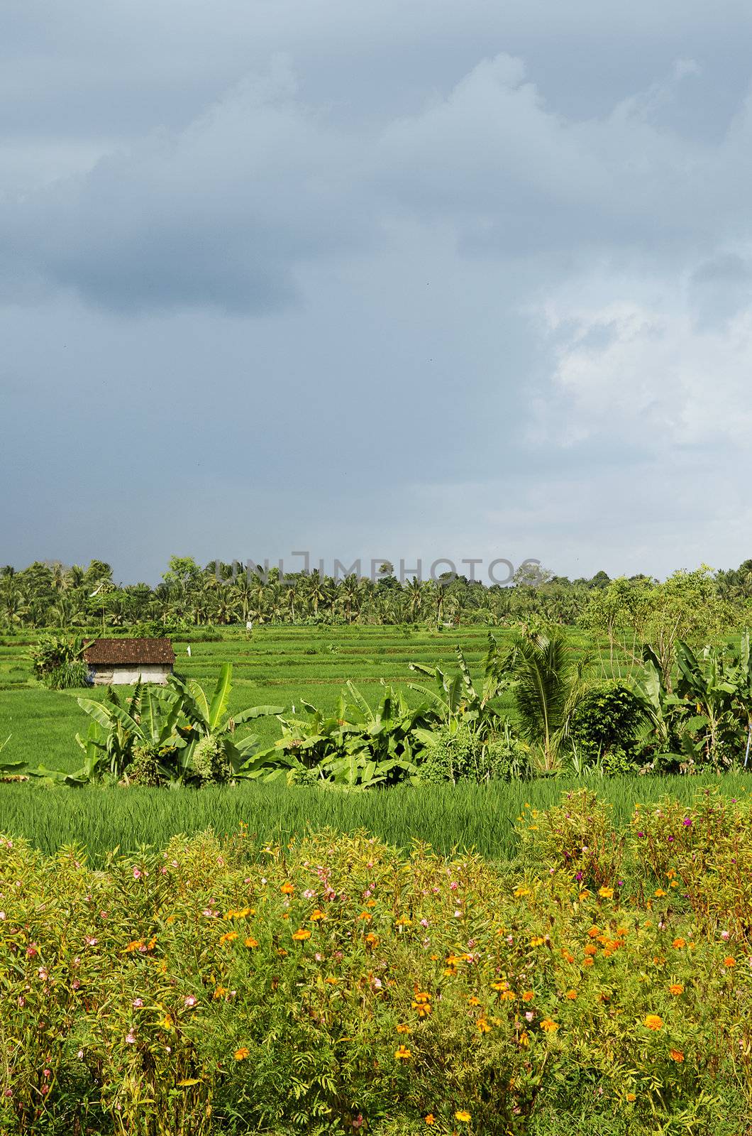 rice field landscape in bali indonesia by jackmalipan