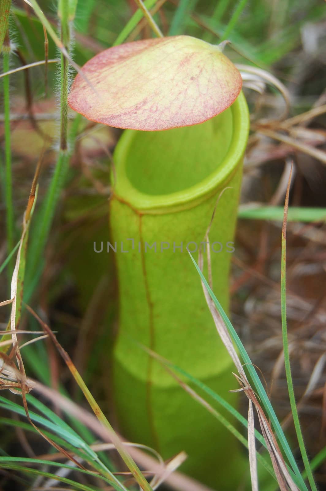 Carnivorous plant in tropics, Papua New Guinea