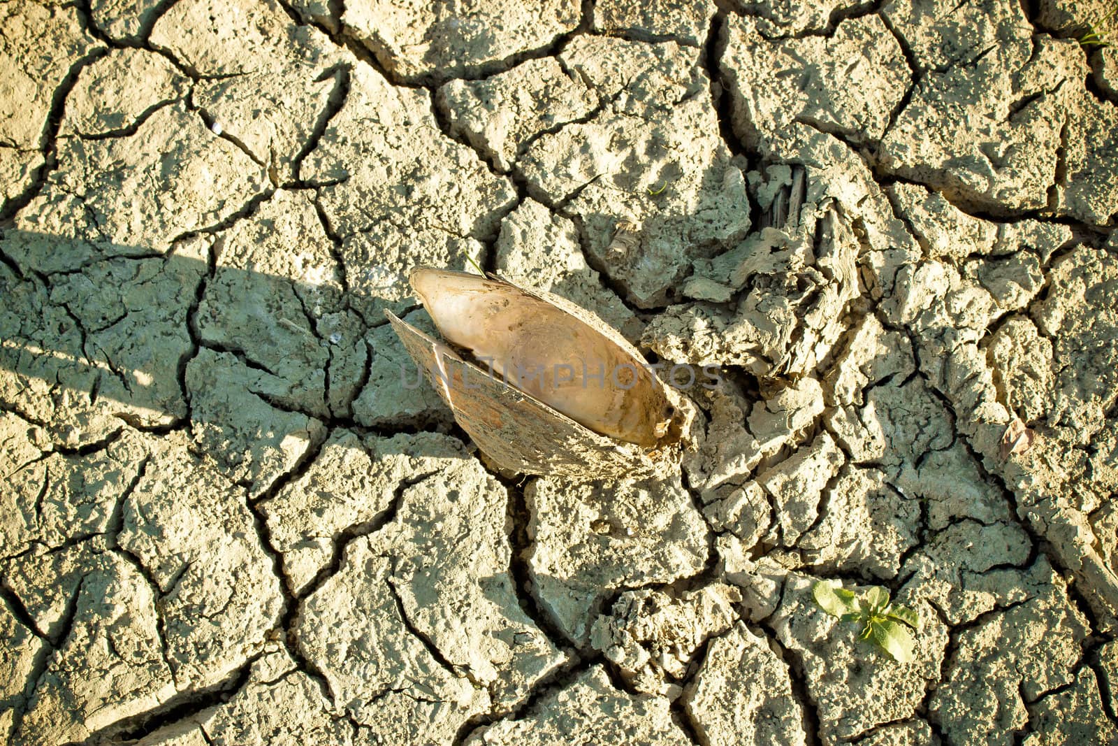 River shell on dry bottom by xbrchx