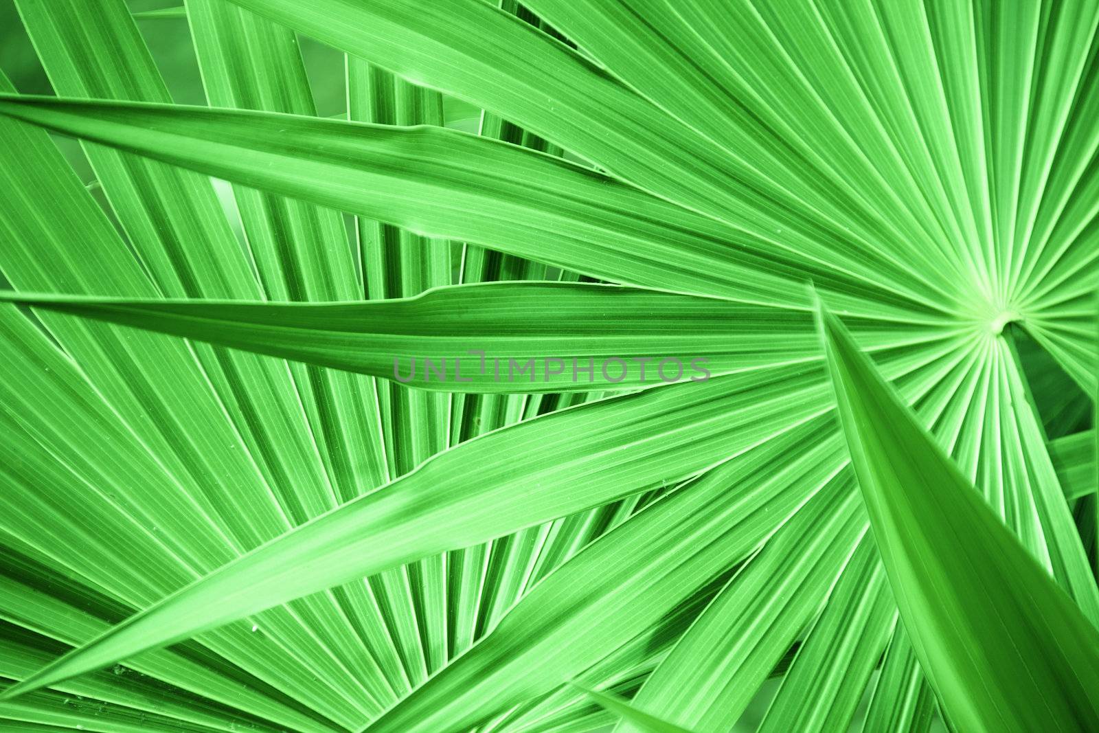 green leaf texture by dolgachov