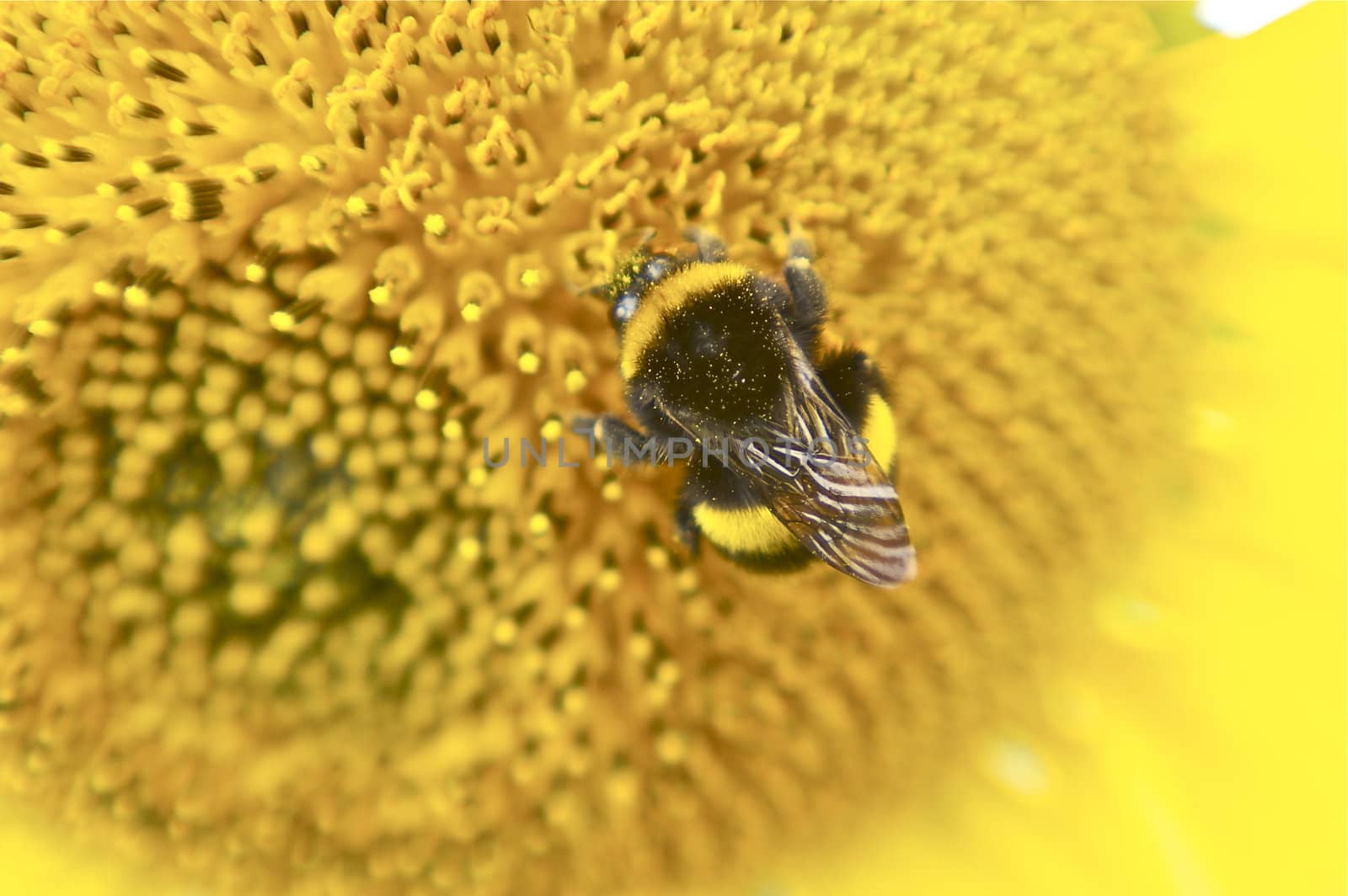 Extremely close up centre of sunflower facing into camera, with a bumble bee, with copy space.
