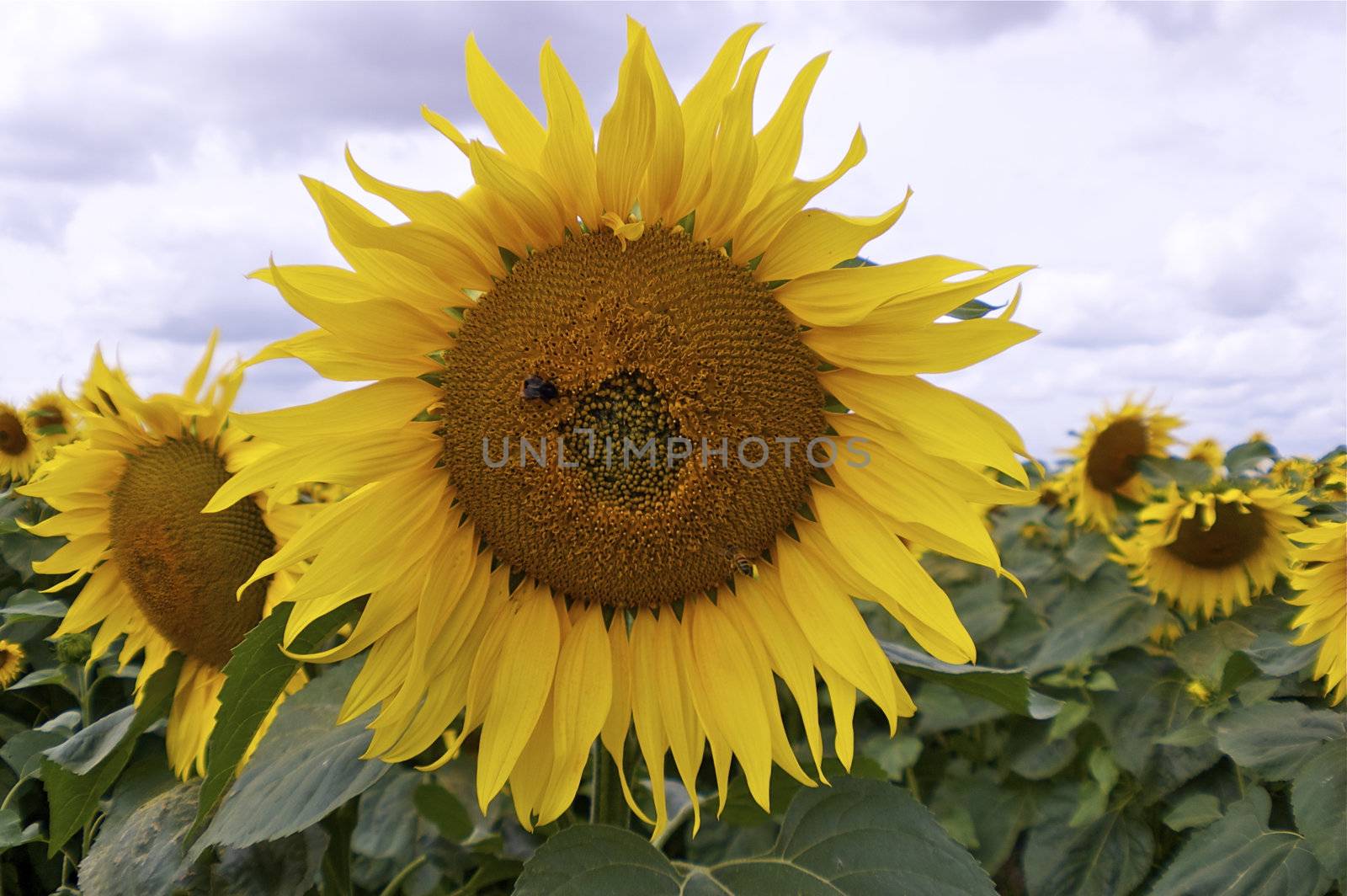 Many sunflowers with the focus on a central flower, facing into camera, with copy space.
