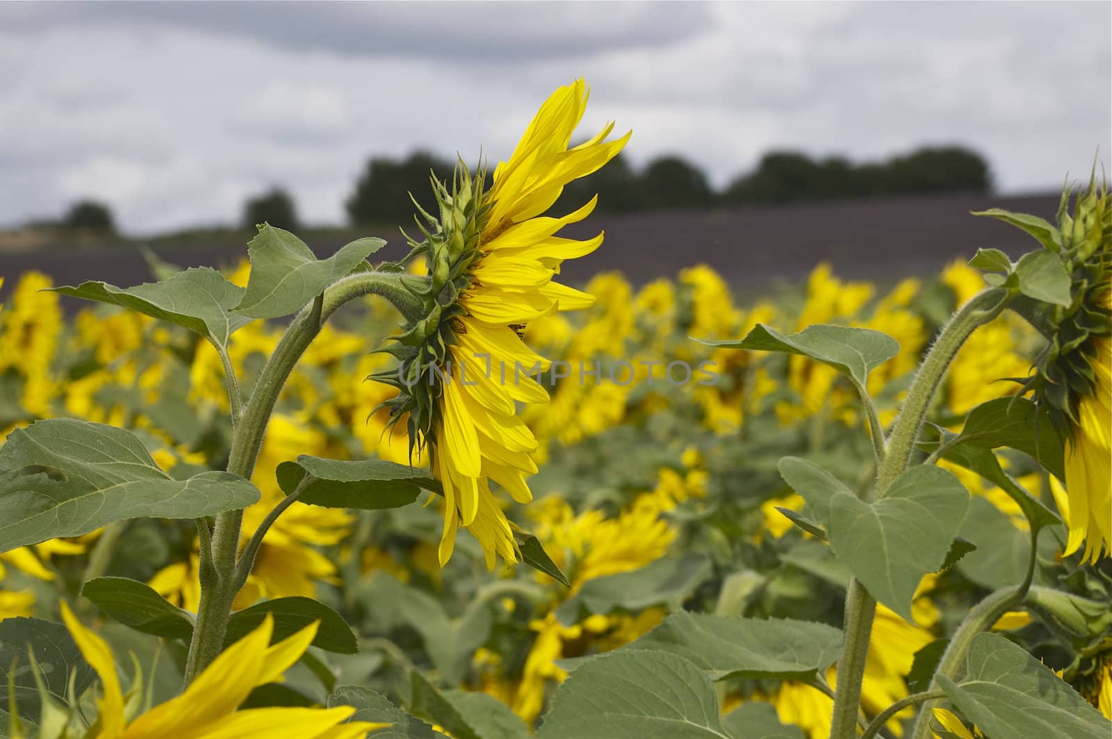 Many sunflowers, with a close up of a central flower in profile, against a green background and white sky, with copy space.