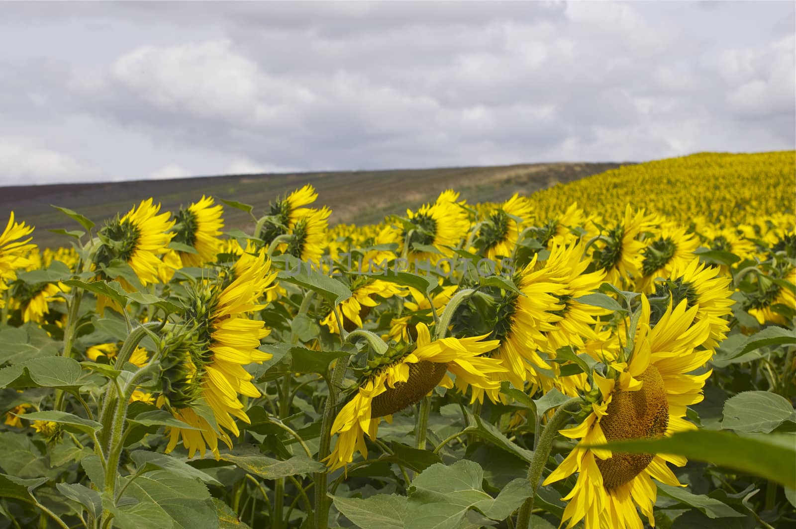 Many hundreds of sunflowers as far as the eye can see in a rural/ agricultural setting, leading up a hill, against a cloudy sky, with copy space.