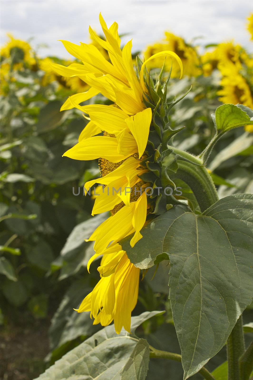 Many sunflowers, with a close up of a central flower in profile, against a green background and white sky, with copy space.