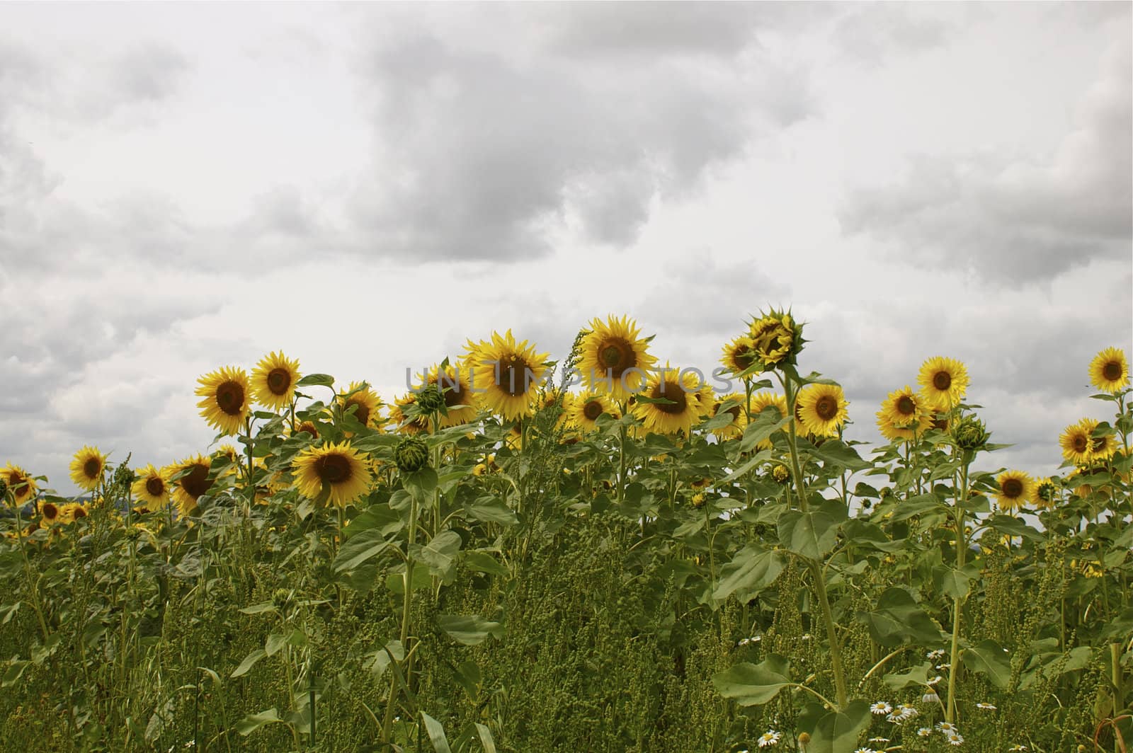 Sunflowers by PrincessToula