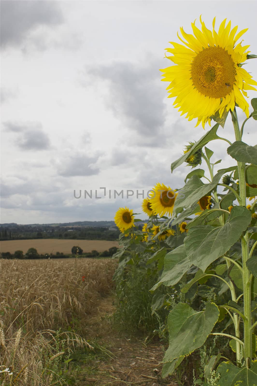 Sunflowers in a rural setting, facing into camera, against an agricultural/ rural background and white sky, with copy space.