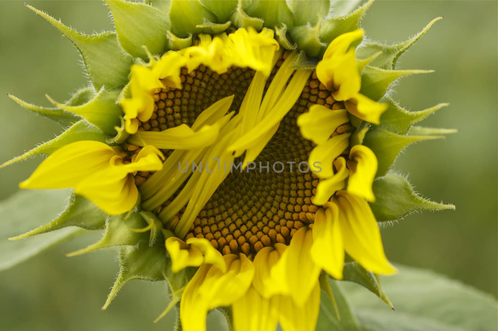 Close up single bright yellow sunflower facing into camera against a green background, with copy space.  Gives the appearance of being shy as some petals are covering it's 'face.'