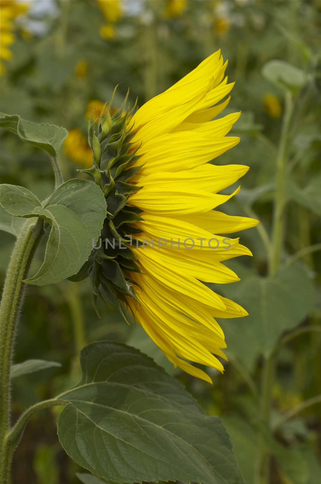 Close up single bright yellow sunflower facing sideways (profile) against a green background, with copy space.