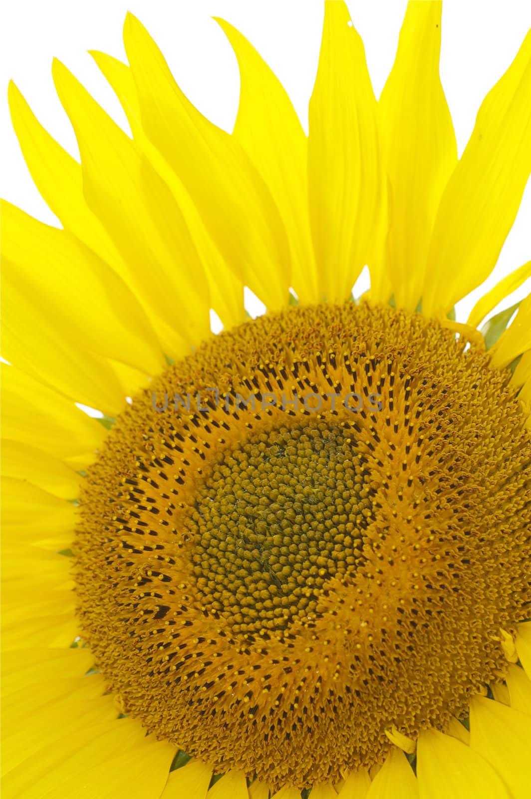 Close up single bright yellow sunflower facing into camera against a bright white background, with copy space.