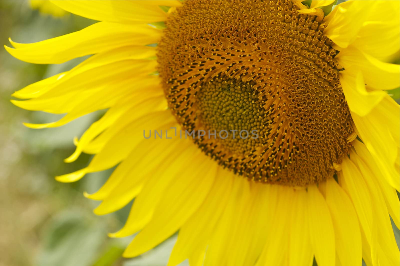 Close up single bright yellow sunflower facing into camera against a green background, with copy space.