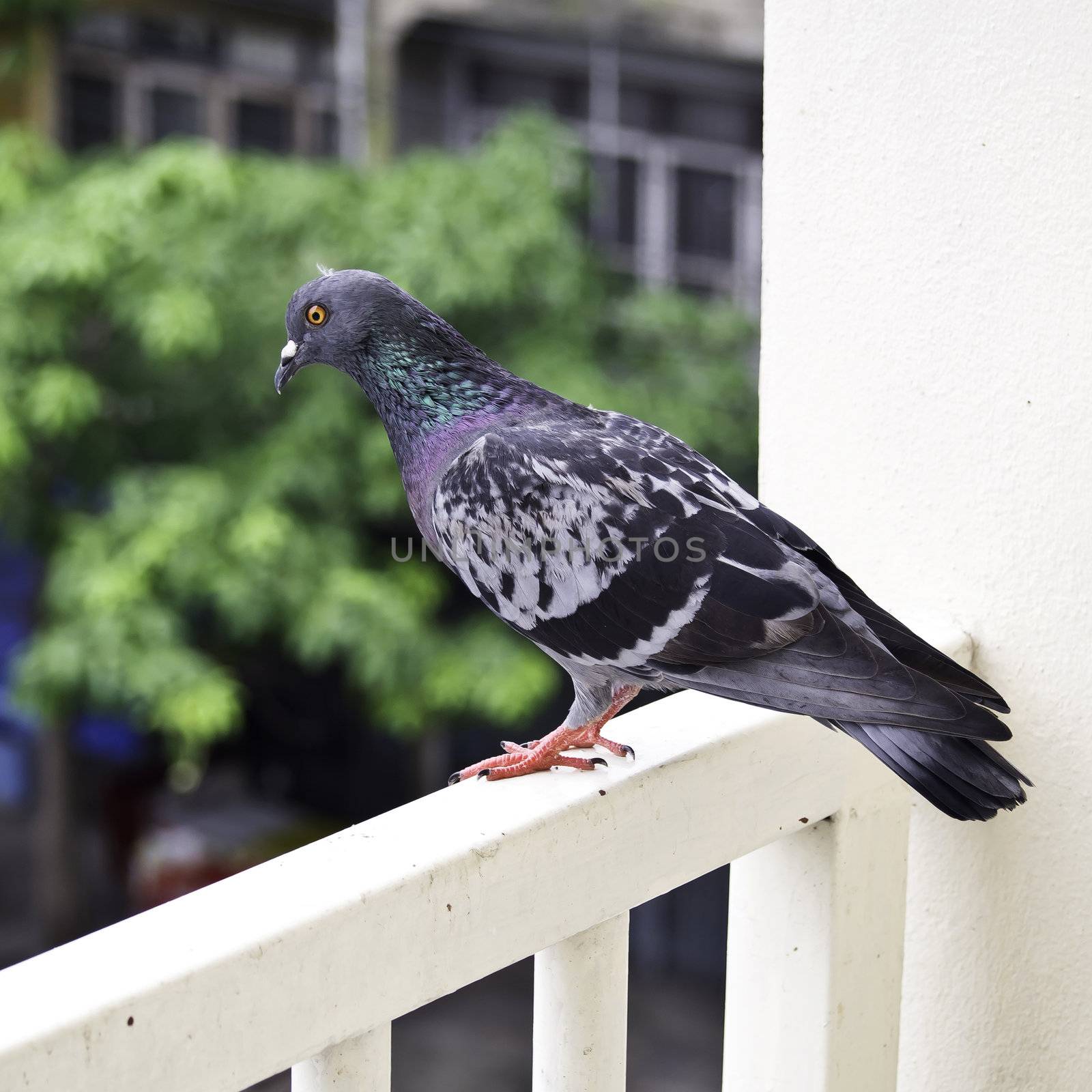 grey pigeon standing on banister