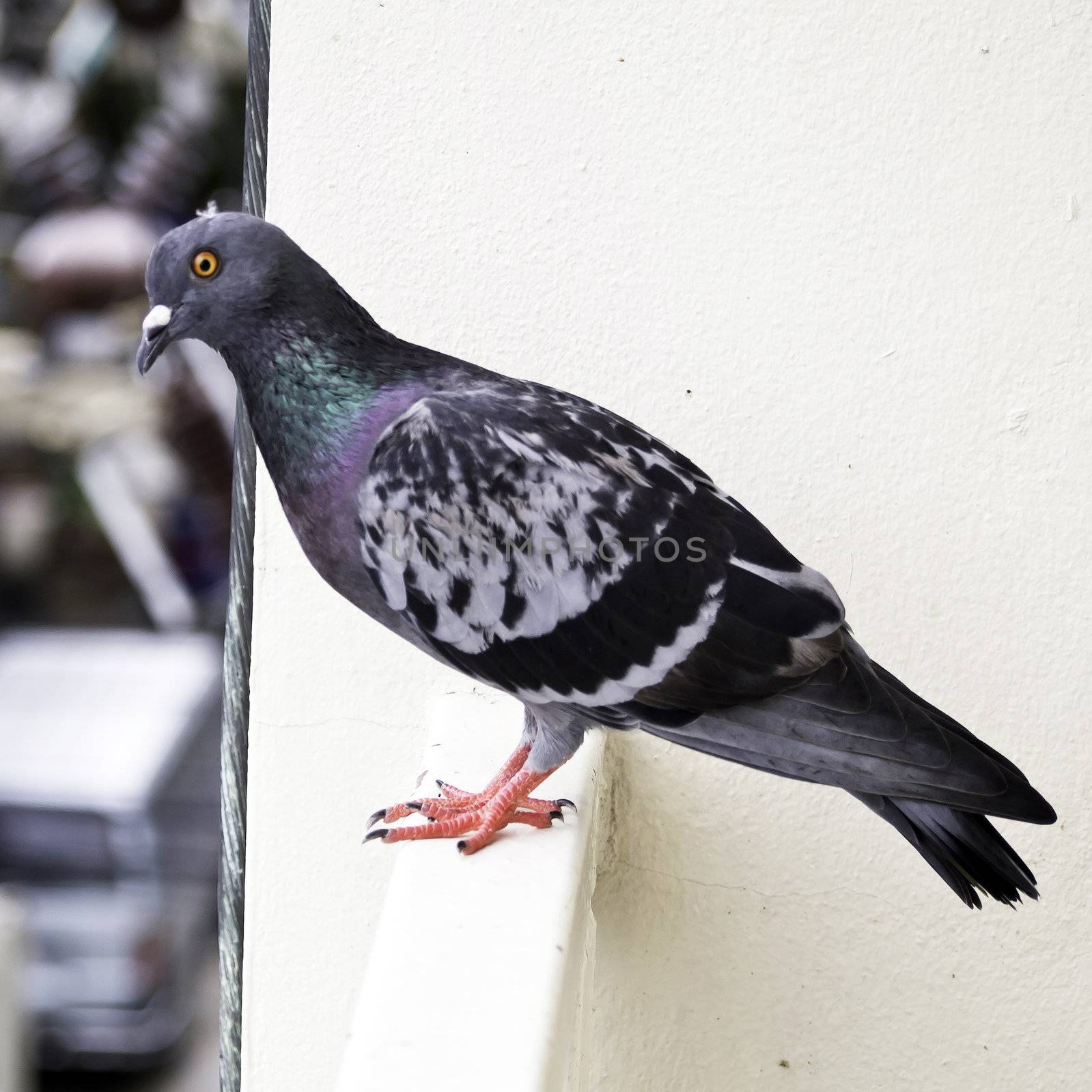 One grey pigeon standing on banister