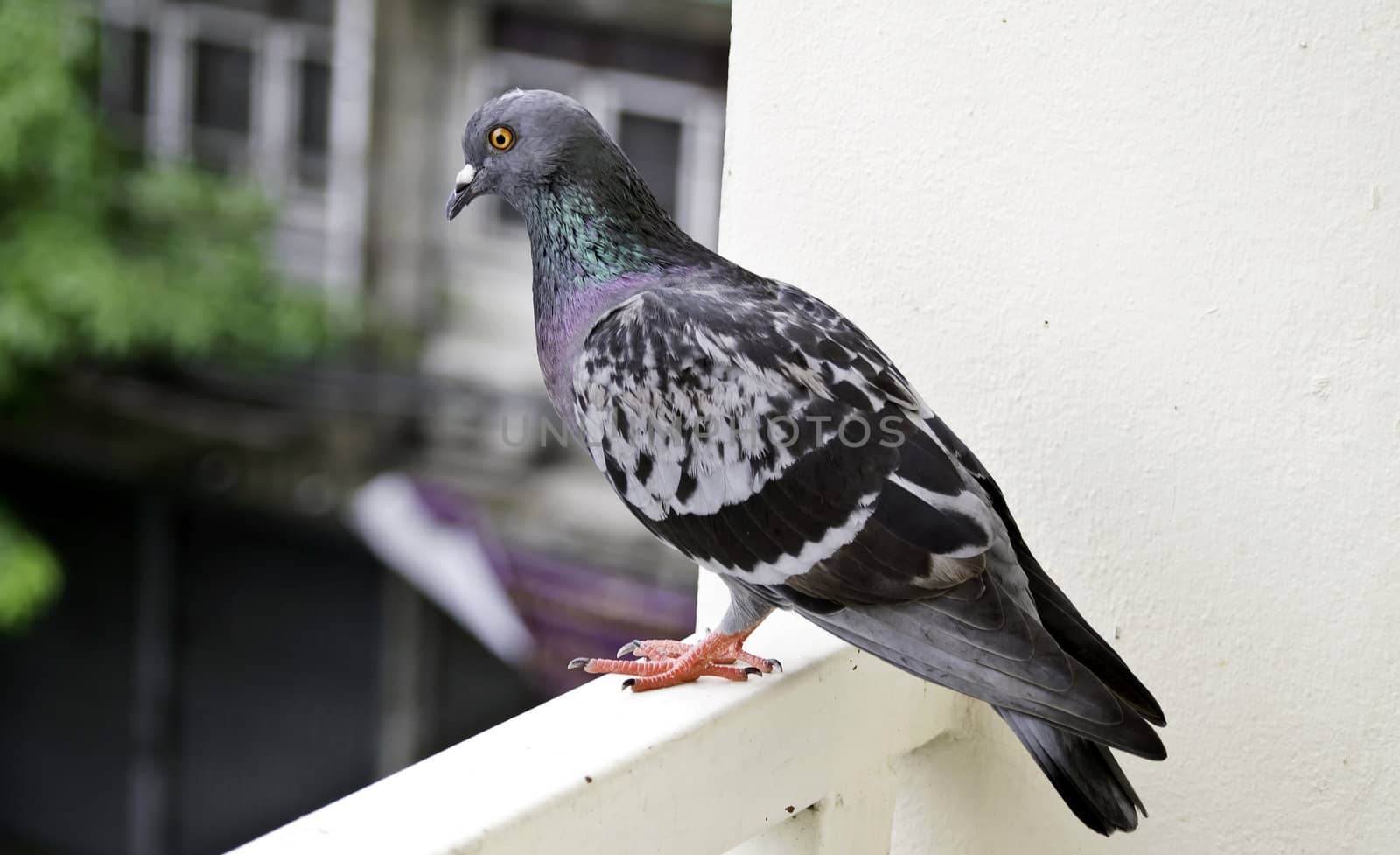 One grey pigeon standing on banister