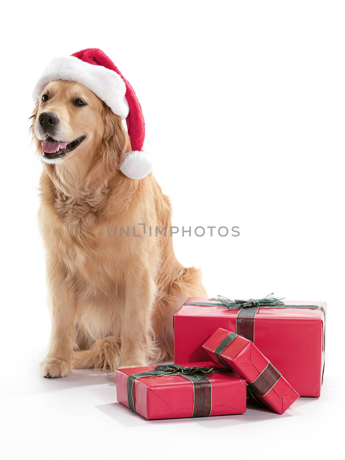 A dog wearing a Santa hat, surrounded by Christmas presents on a white background.