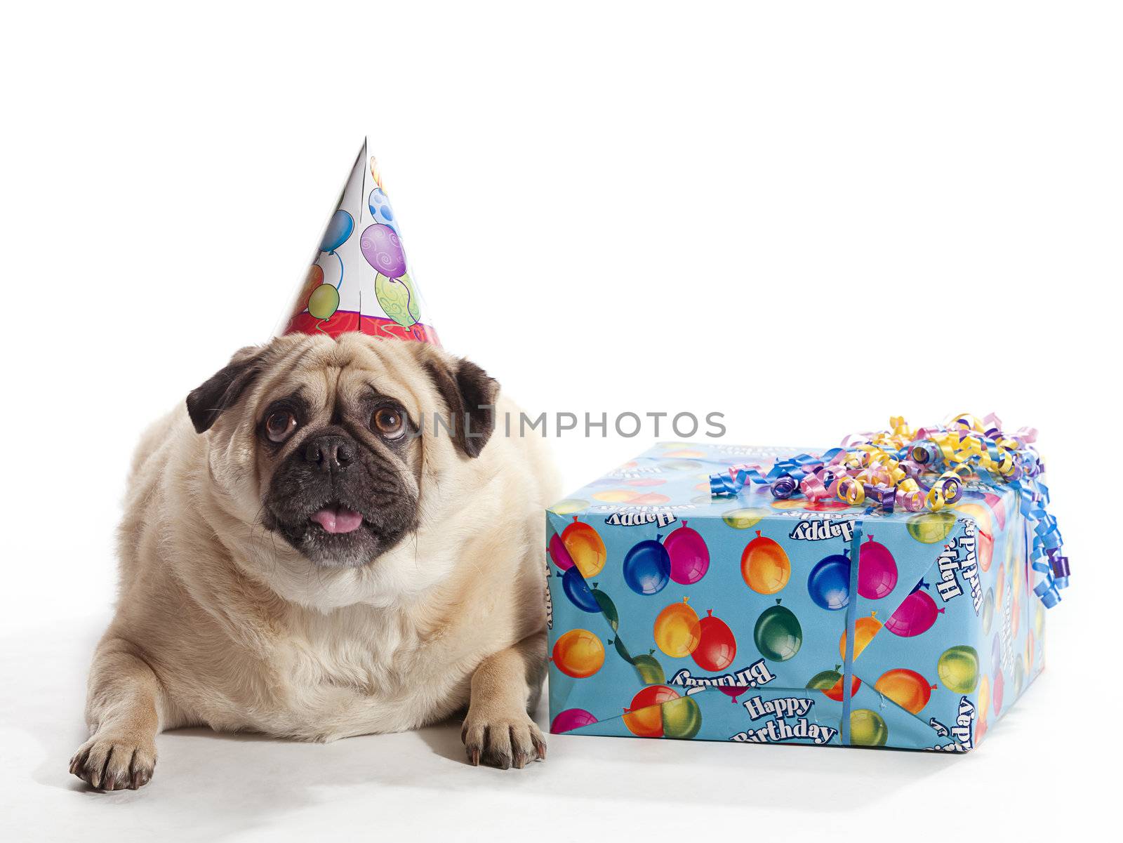 A Pug on a white background with a birthday present and hat