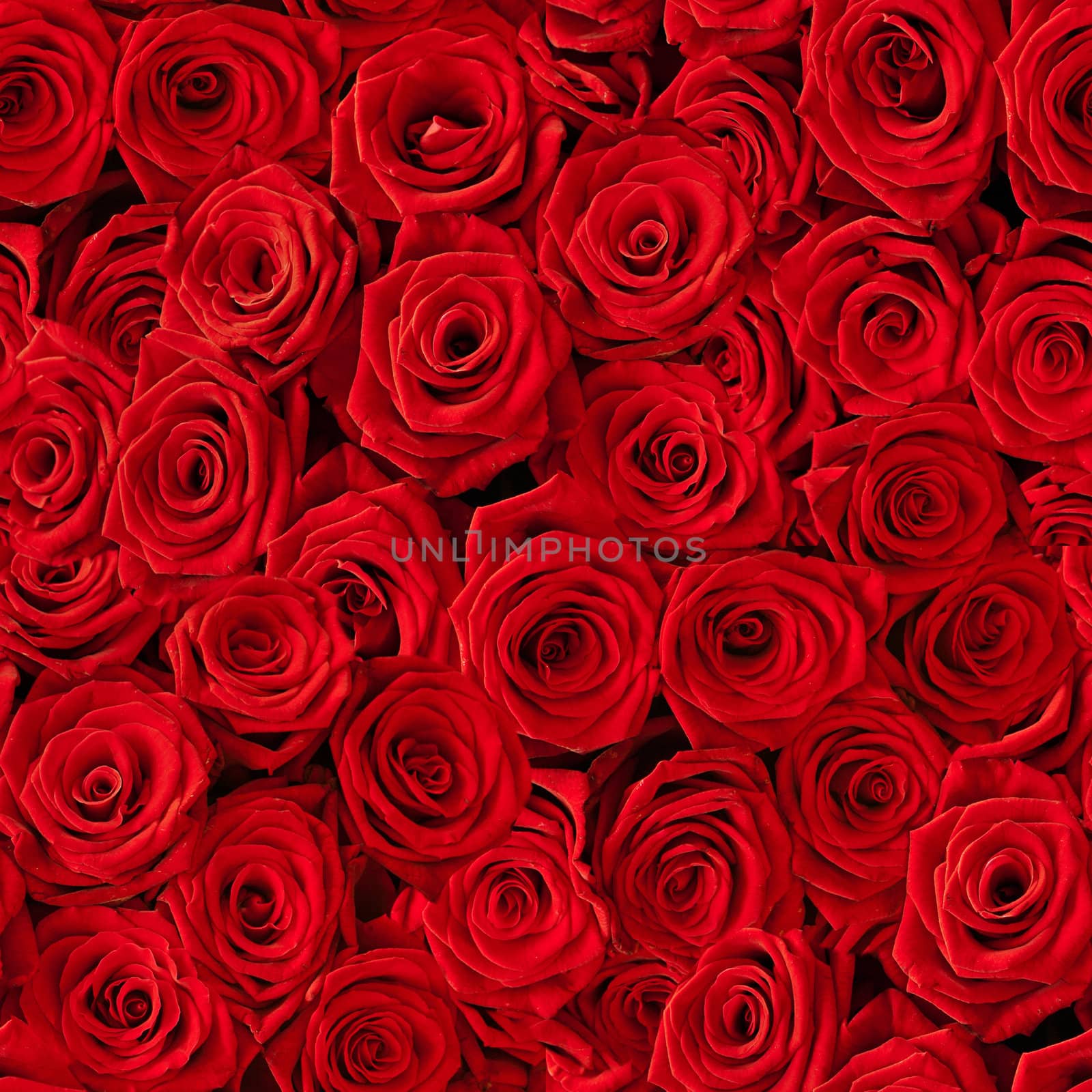 Plenty red natural roses seamless background