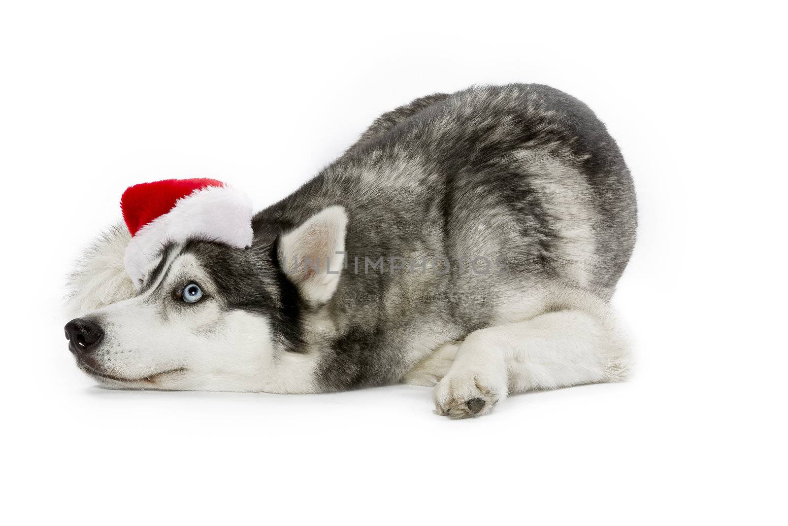 Domesticated Siberian Husky wearing a santa hat