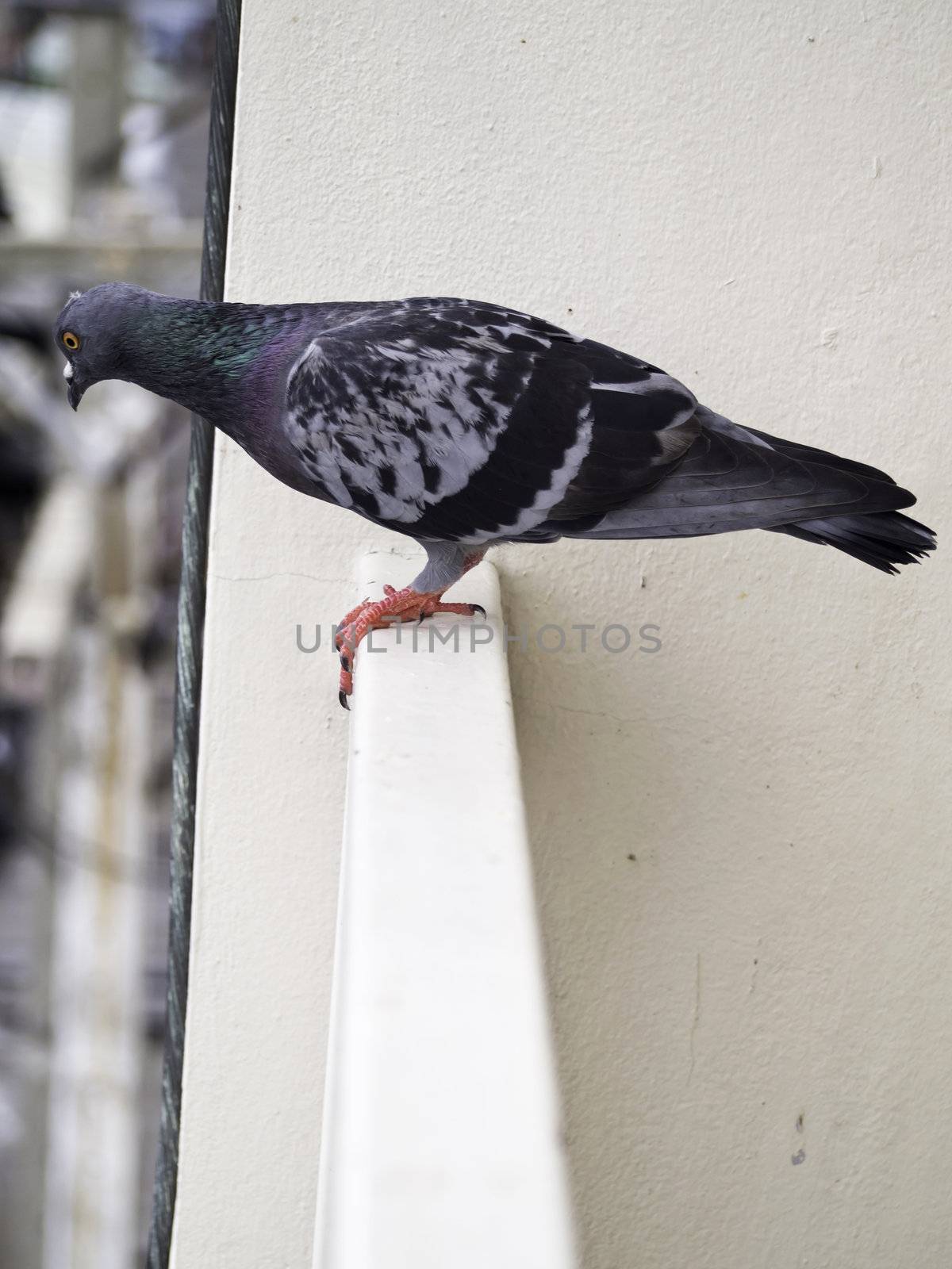pigeon standing on banister by siraanamwong