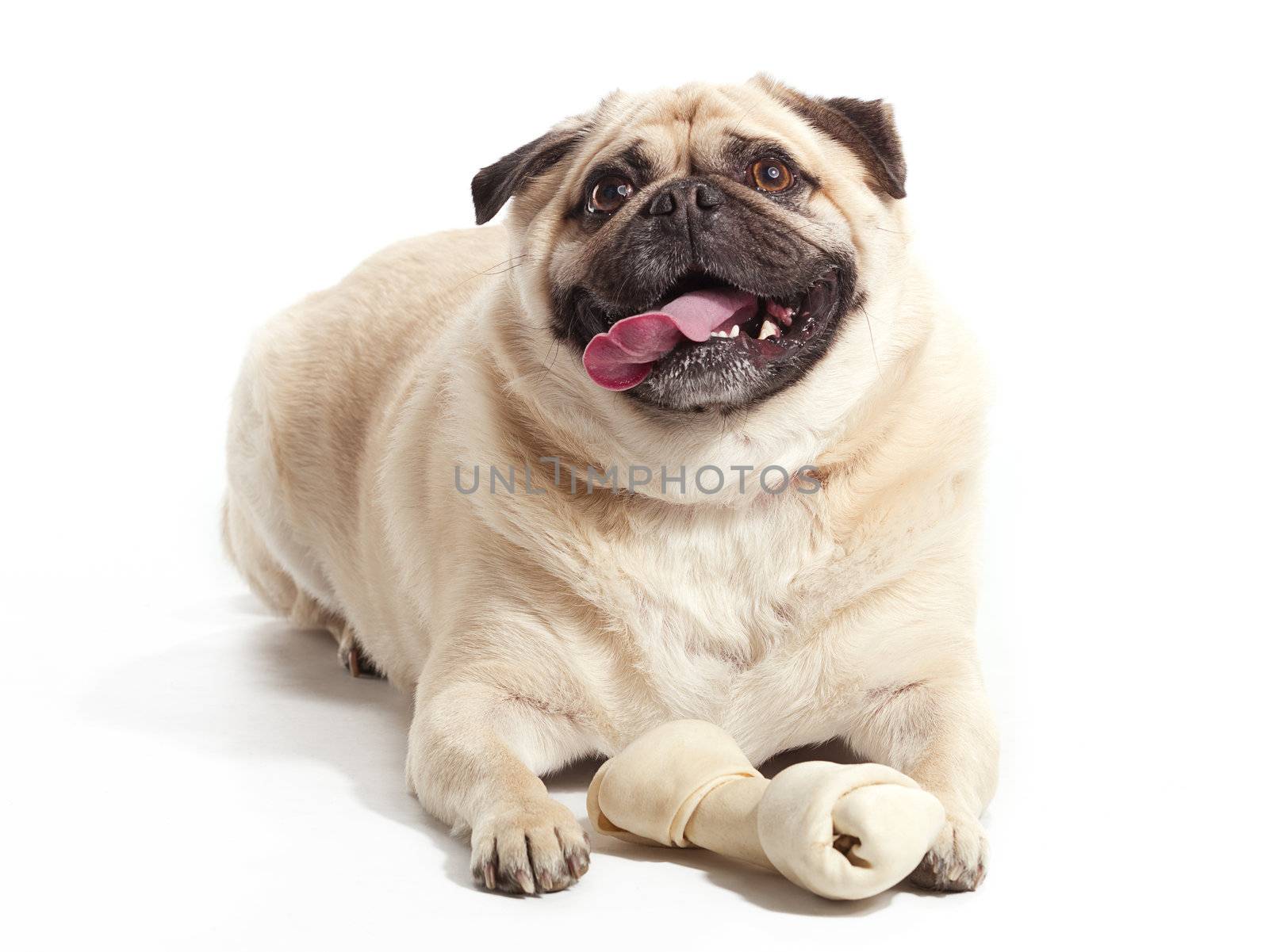 A pug laying on floor with a bone