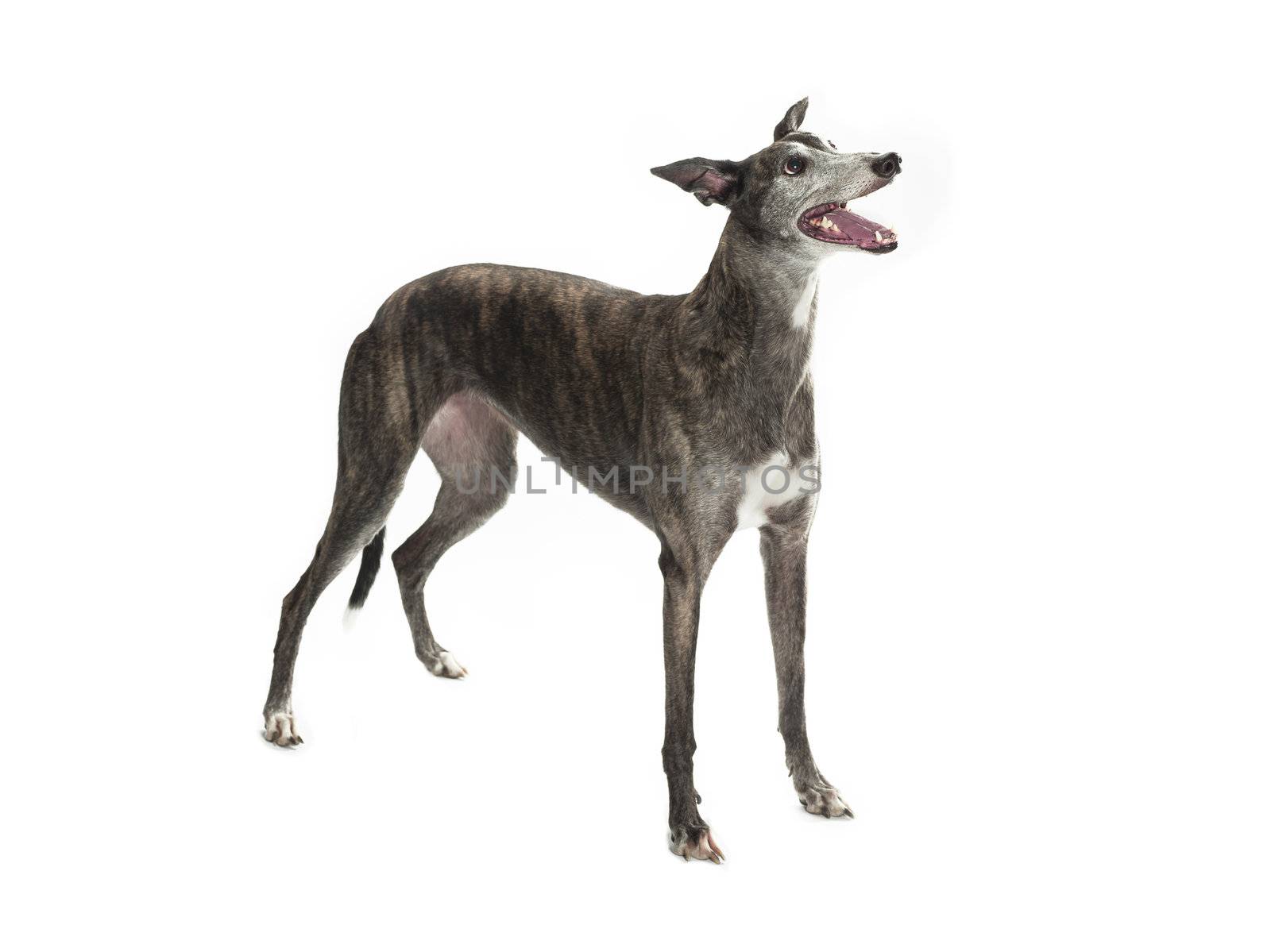 A greyhound isolated on white looking at to the side.